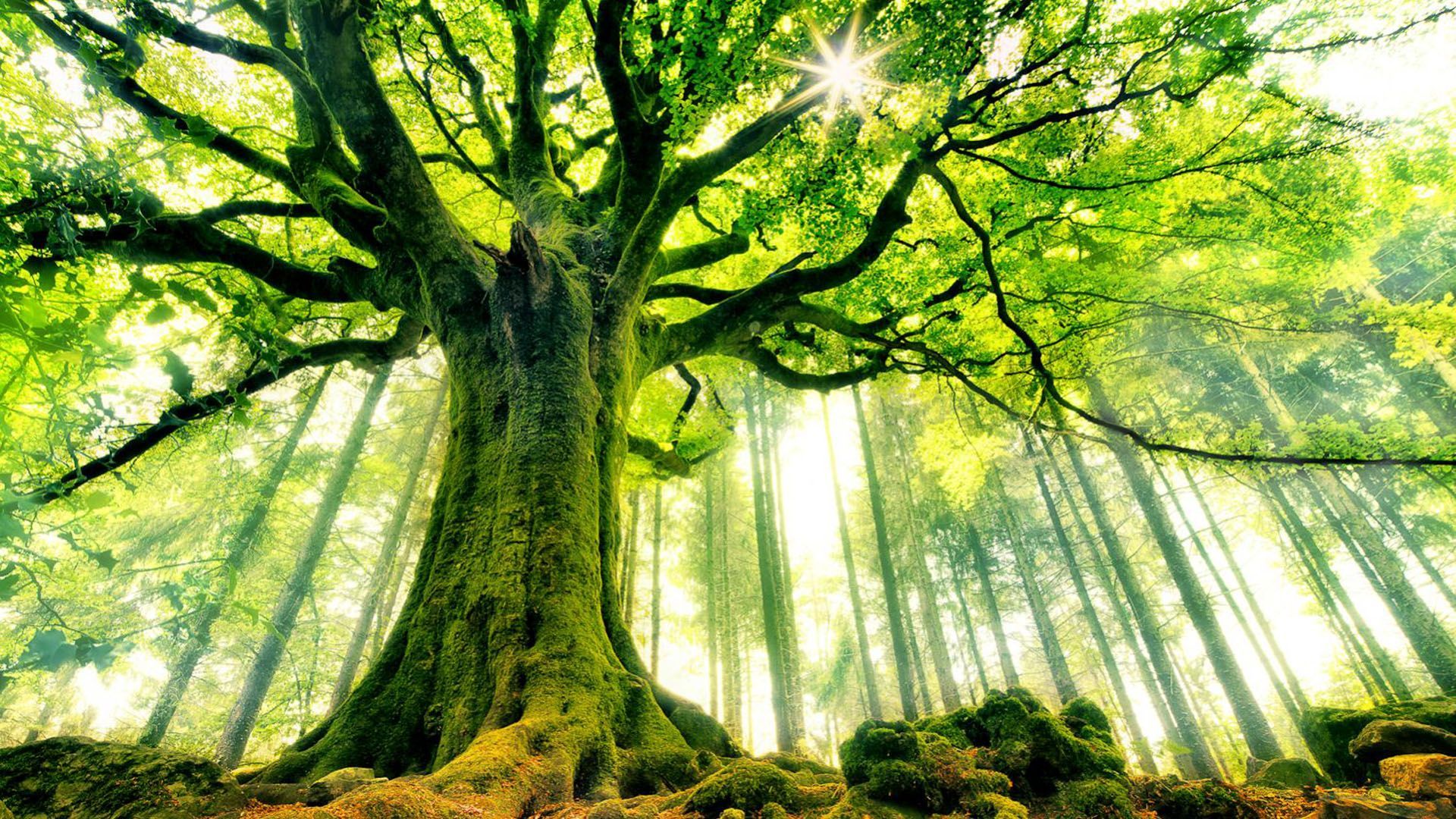 Ancient Forest Wallpaper Free