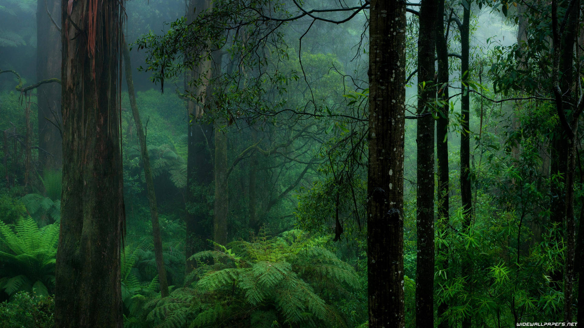 Download Dark Forest Background Wallpaper