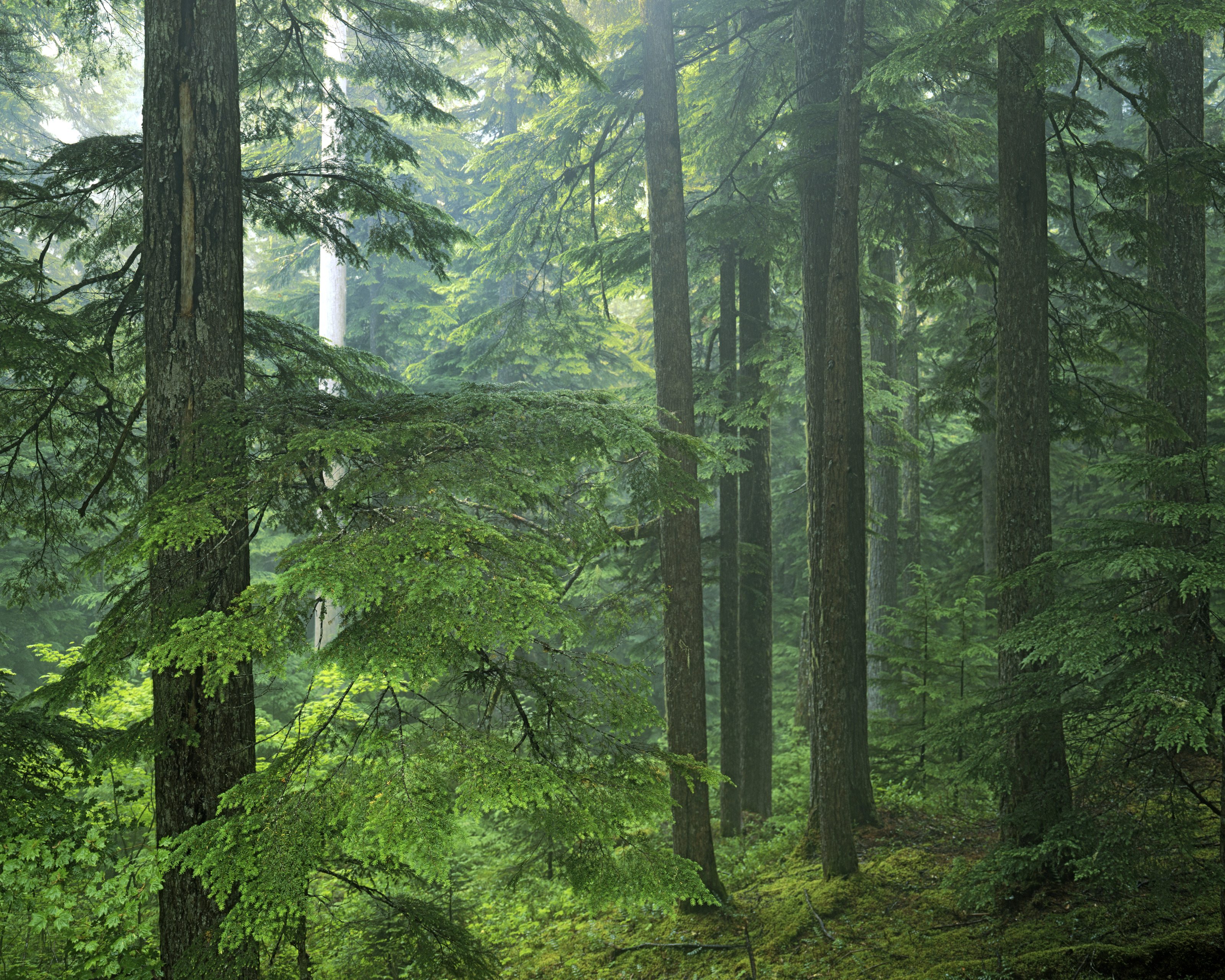 Old Growth Forest Wall Mural