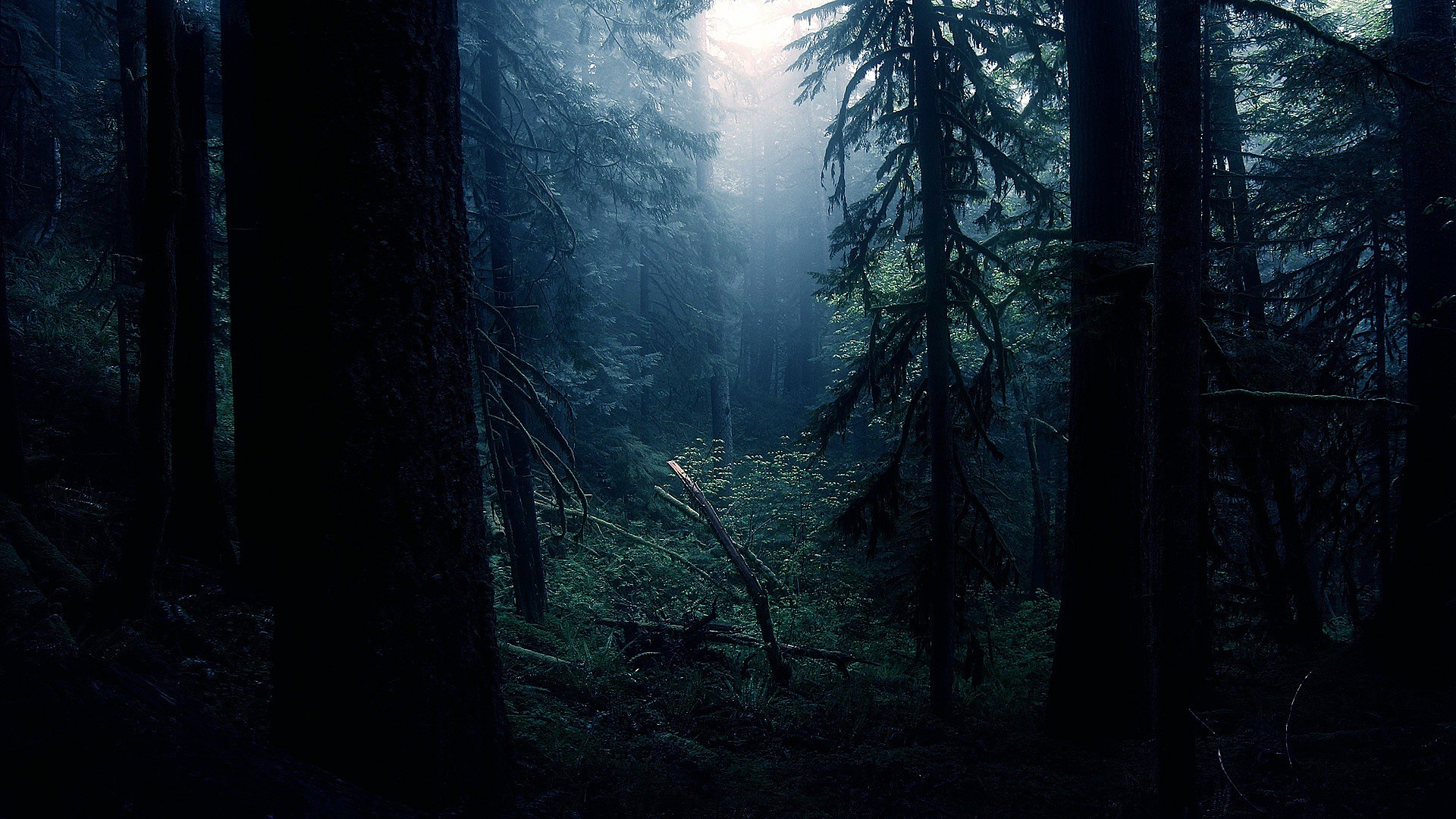 Gloomy old forest. Watch HD wallpaper