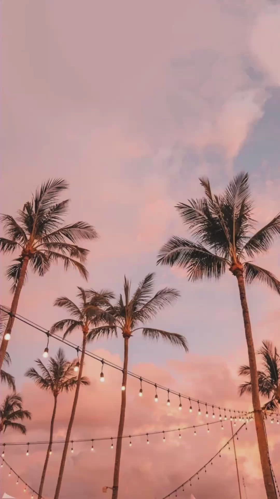 Aesthetic palm tree summer wallpaper