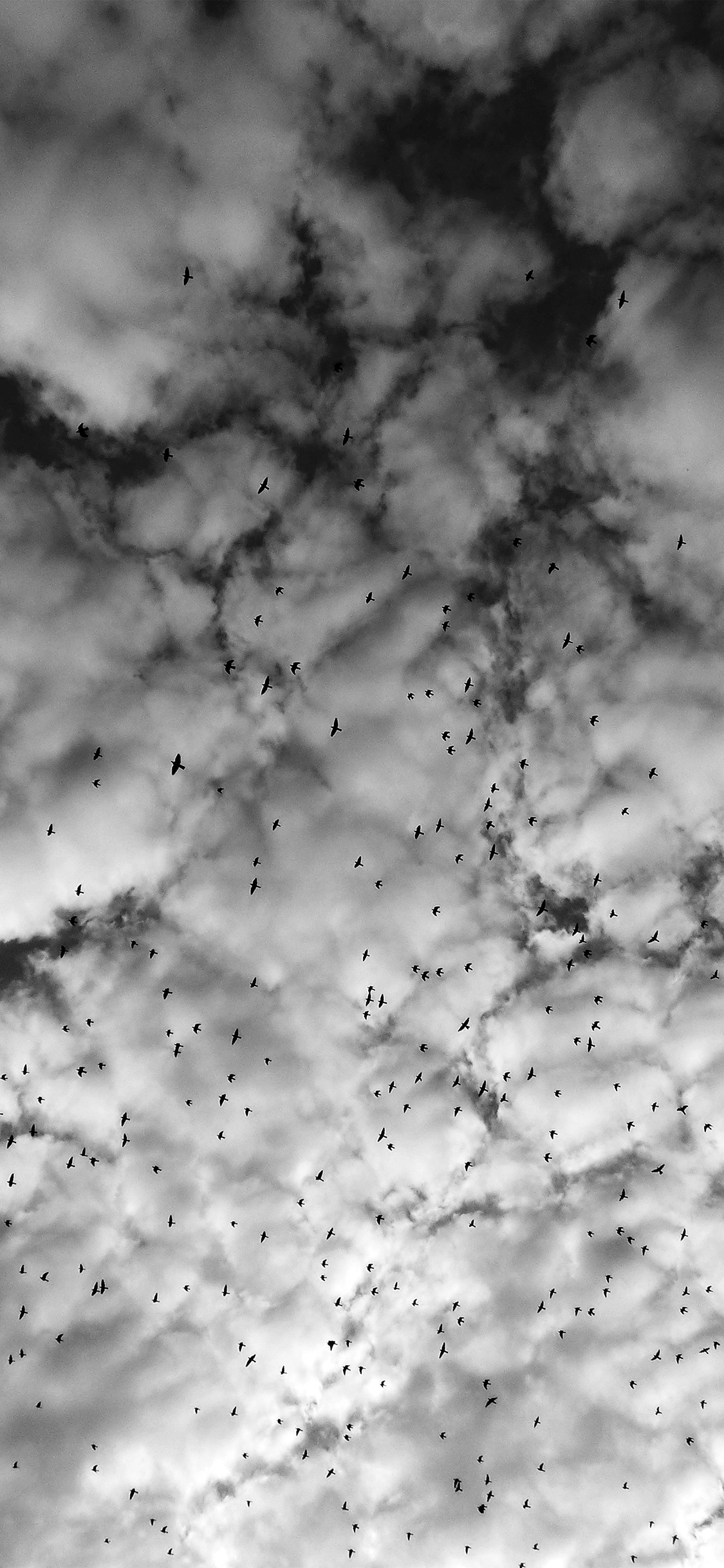 Sky Cloud Birds Nature Bw Dark High