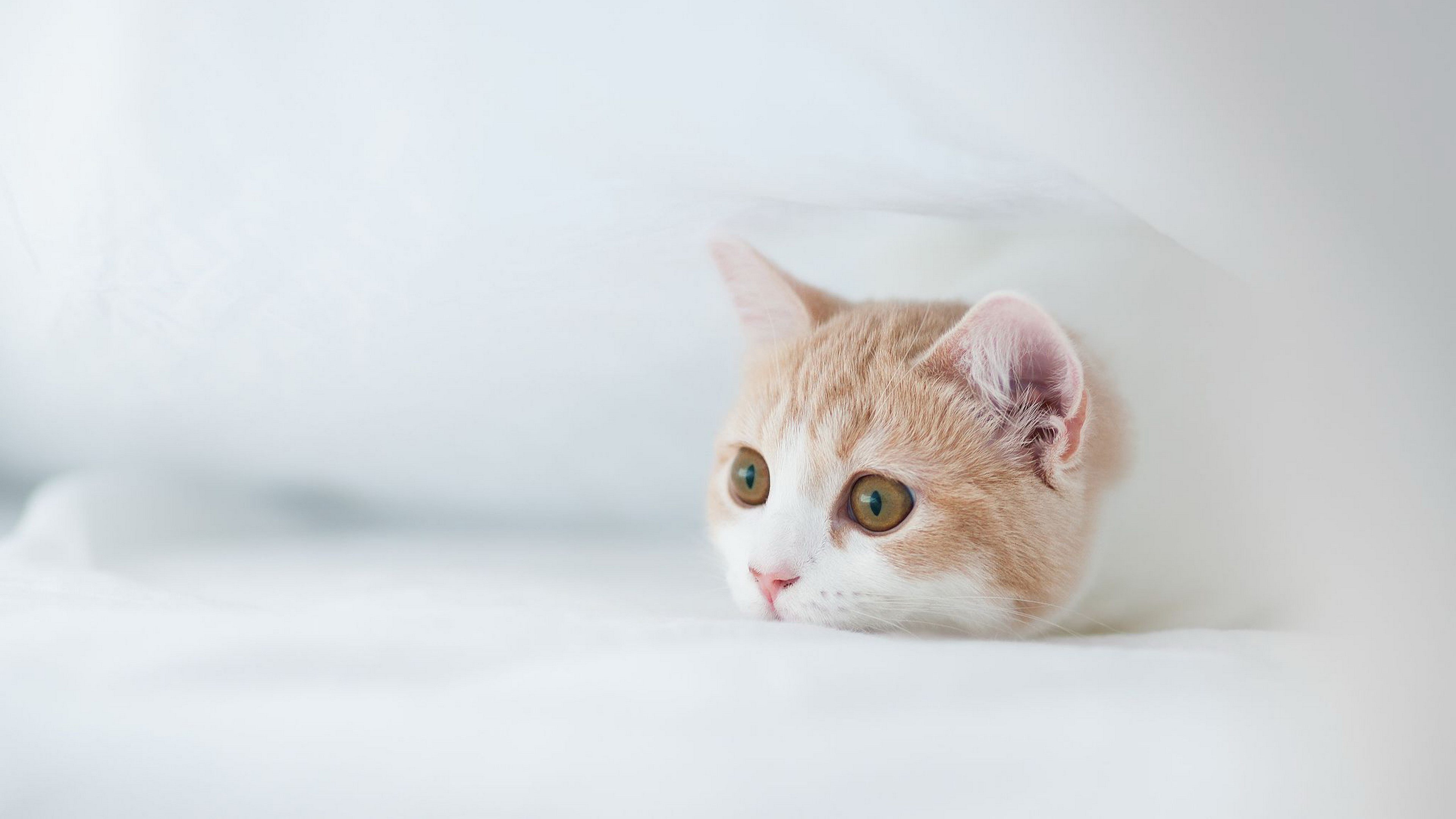 Котики обои на рабочий стол