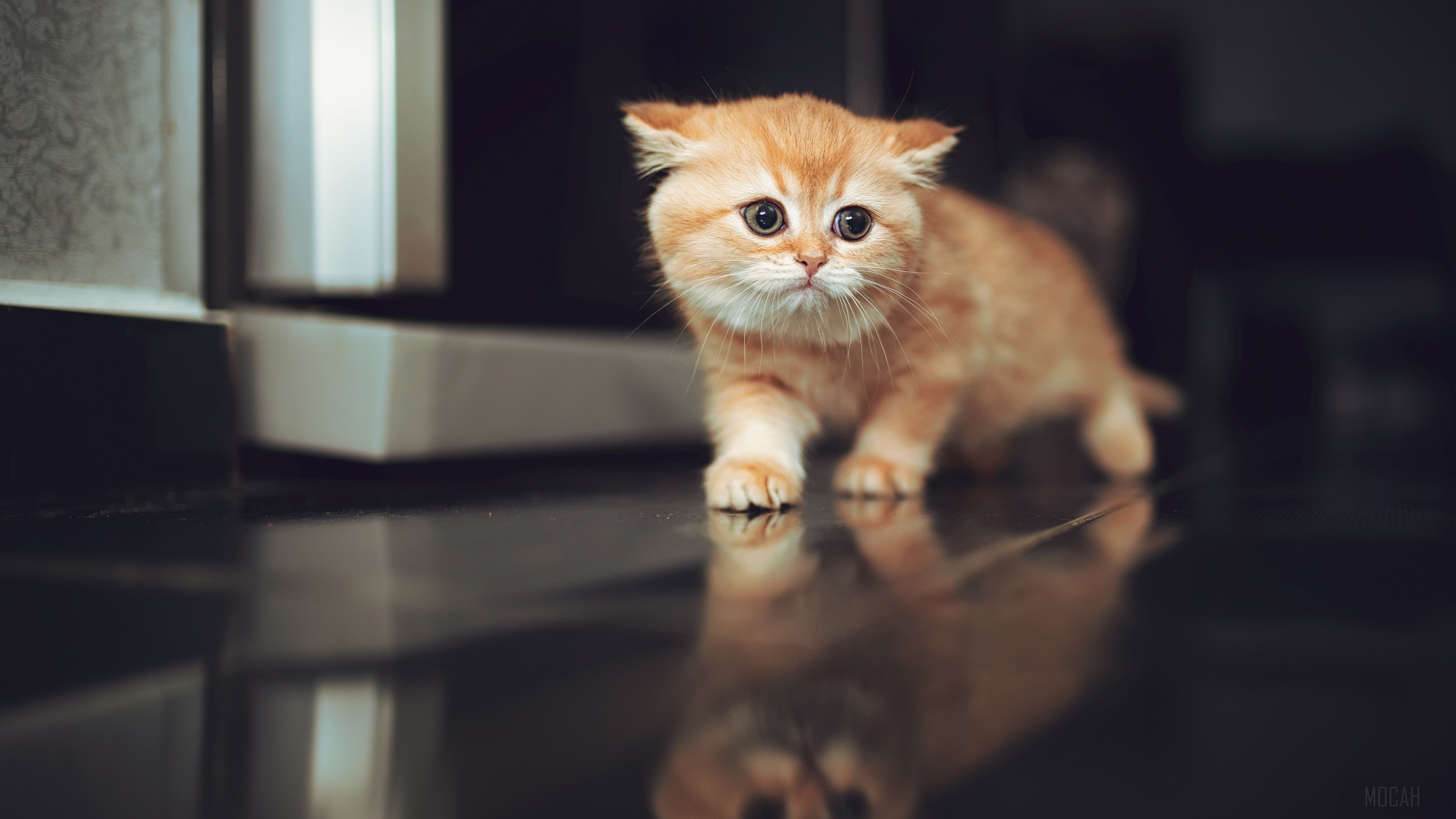 Baby Animal, Cat, Kitten, Pet, Reflection 4k Gallery HD Wallpaper