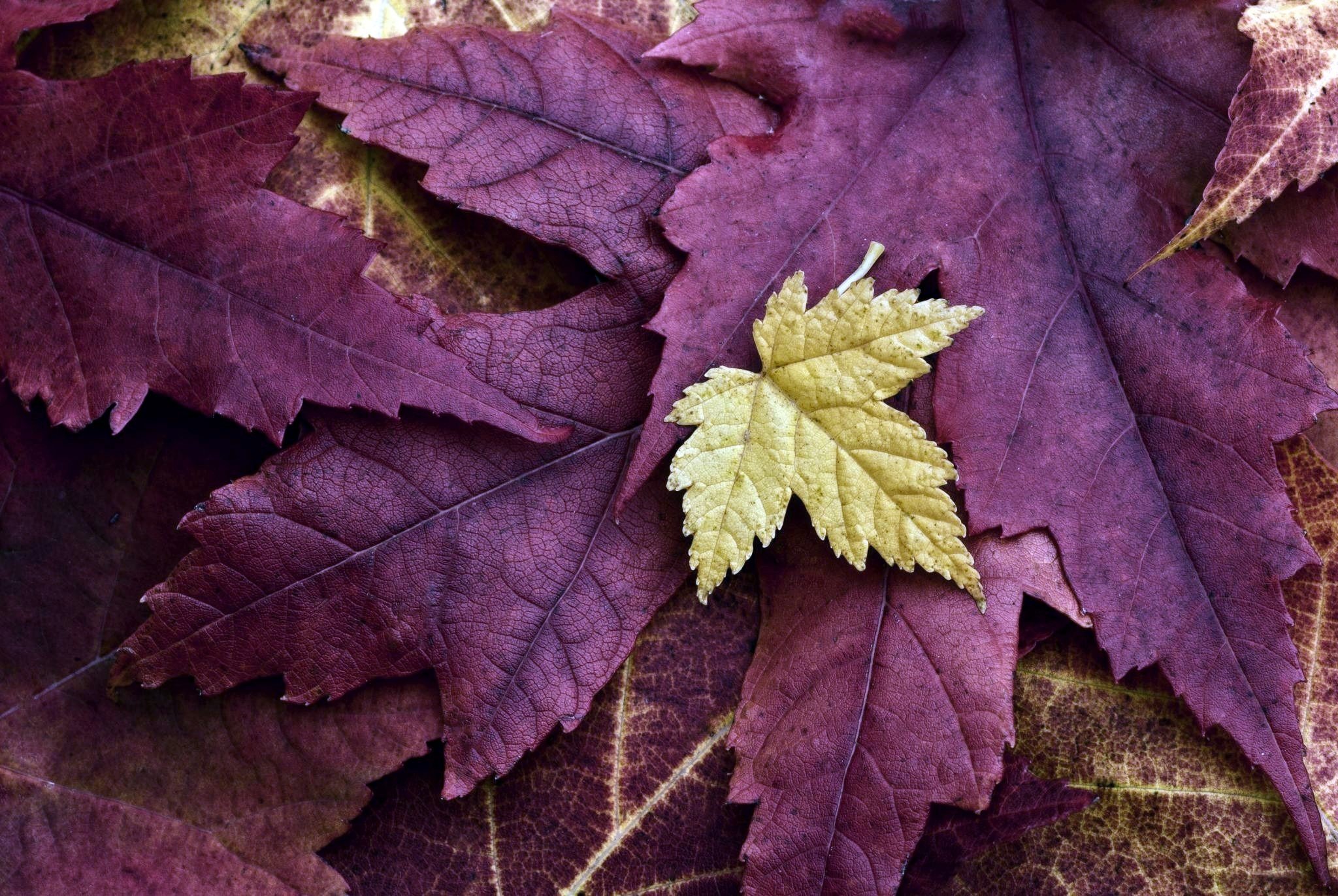 Autumn, Closeup, Foliage, Violet