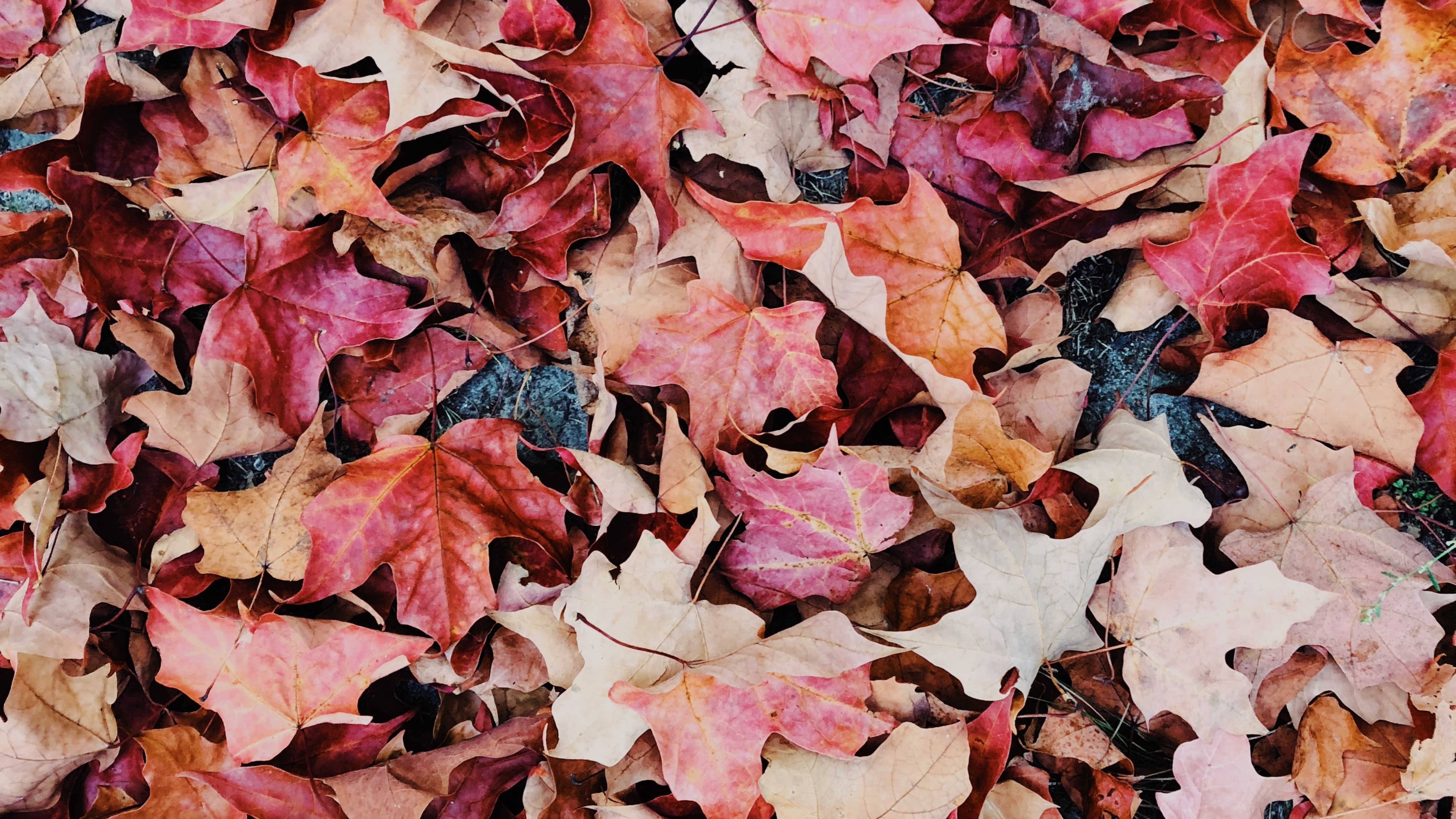 Maple leaves Wallpaper 4K, Purple