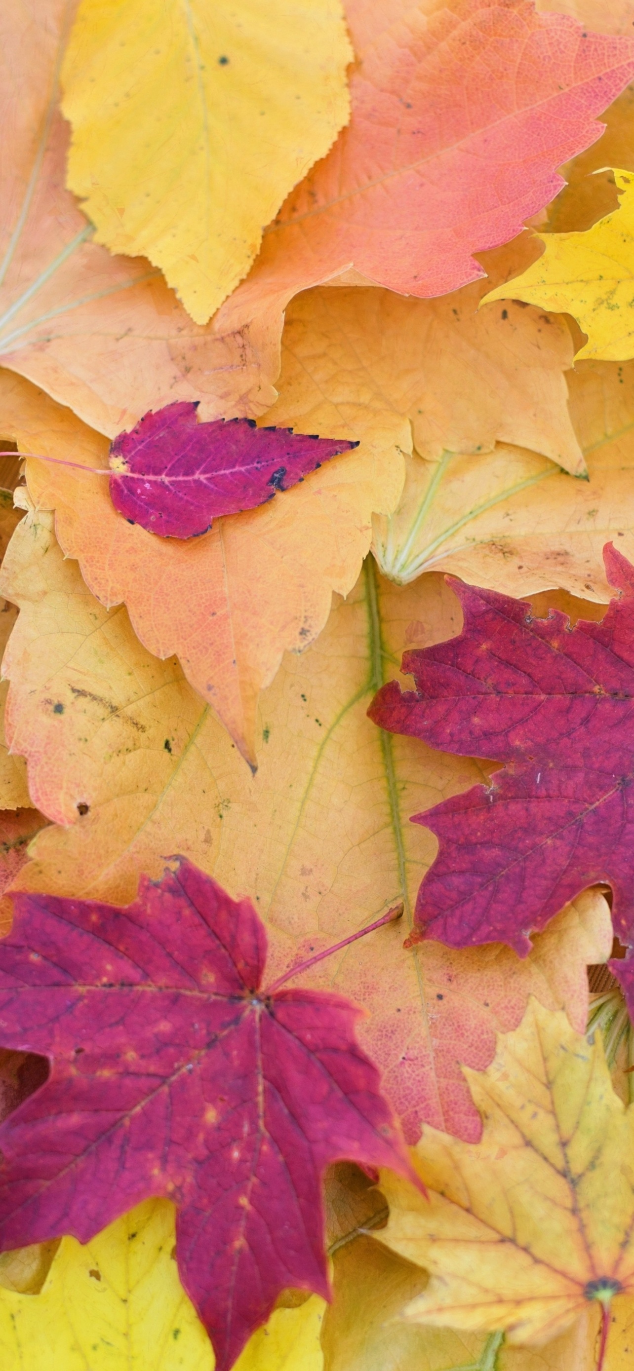 Maple leaves Wallpaper 4K, Autumn Fall