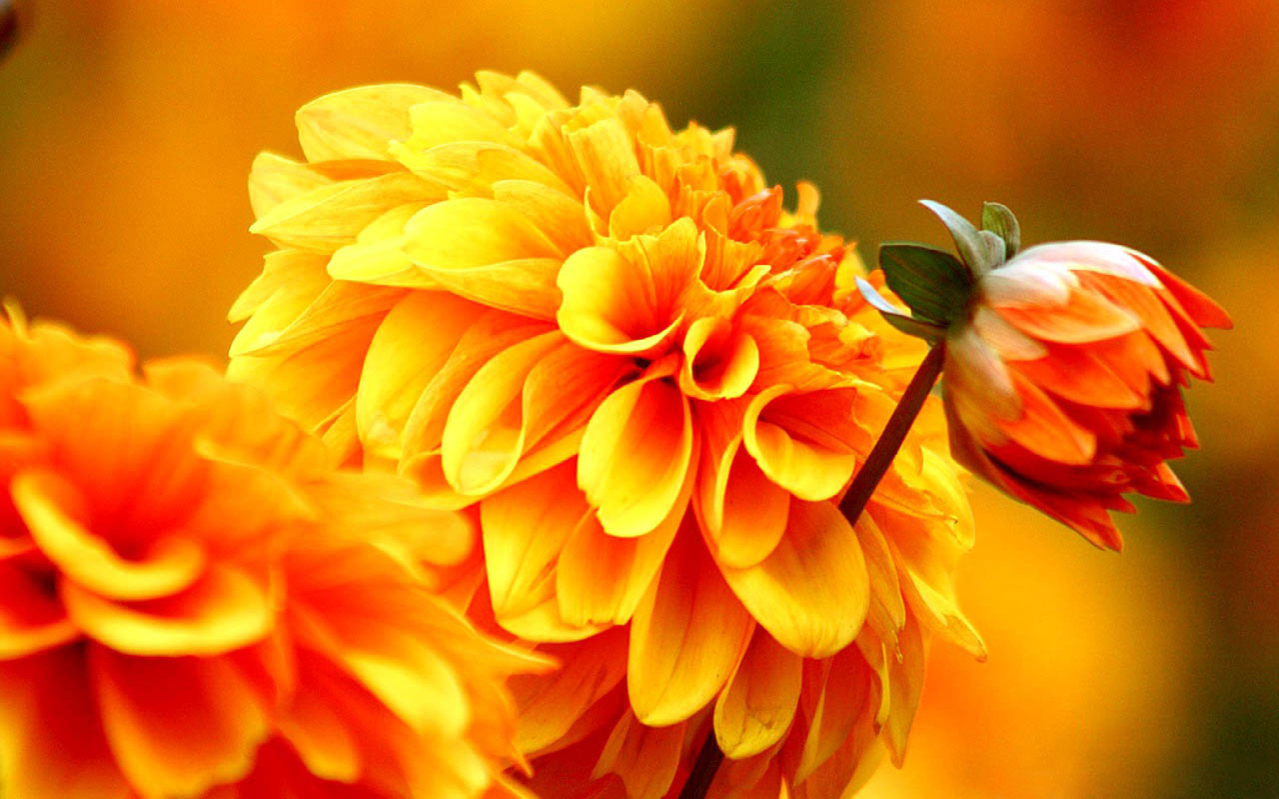 Fall Autumn Flowers Wallpaper