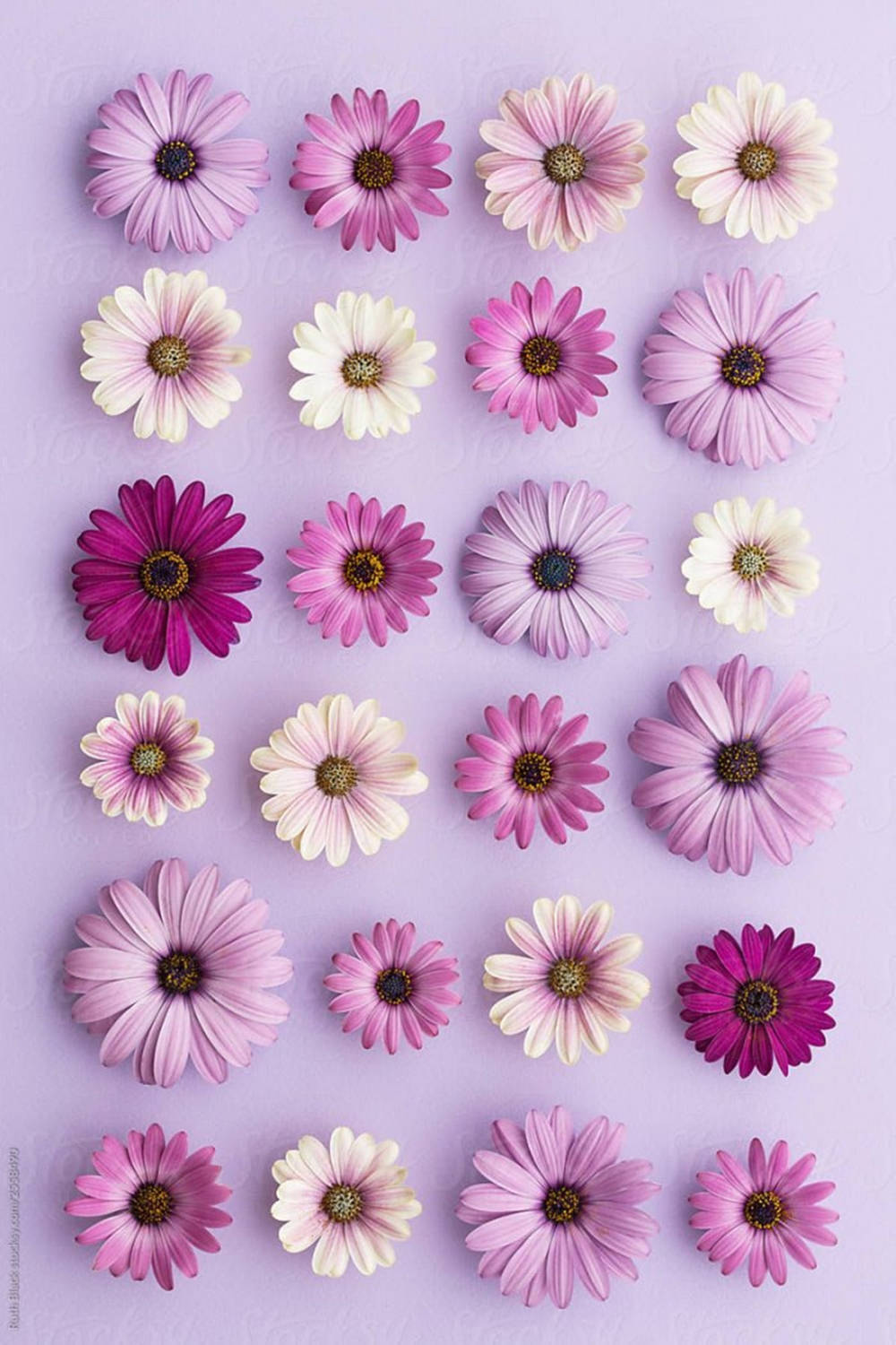 Download Purple Daisy Flat Lay Phone
