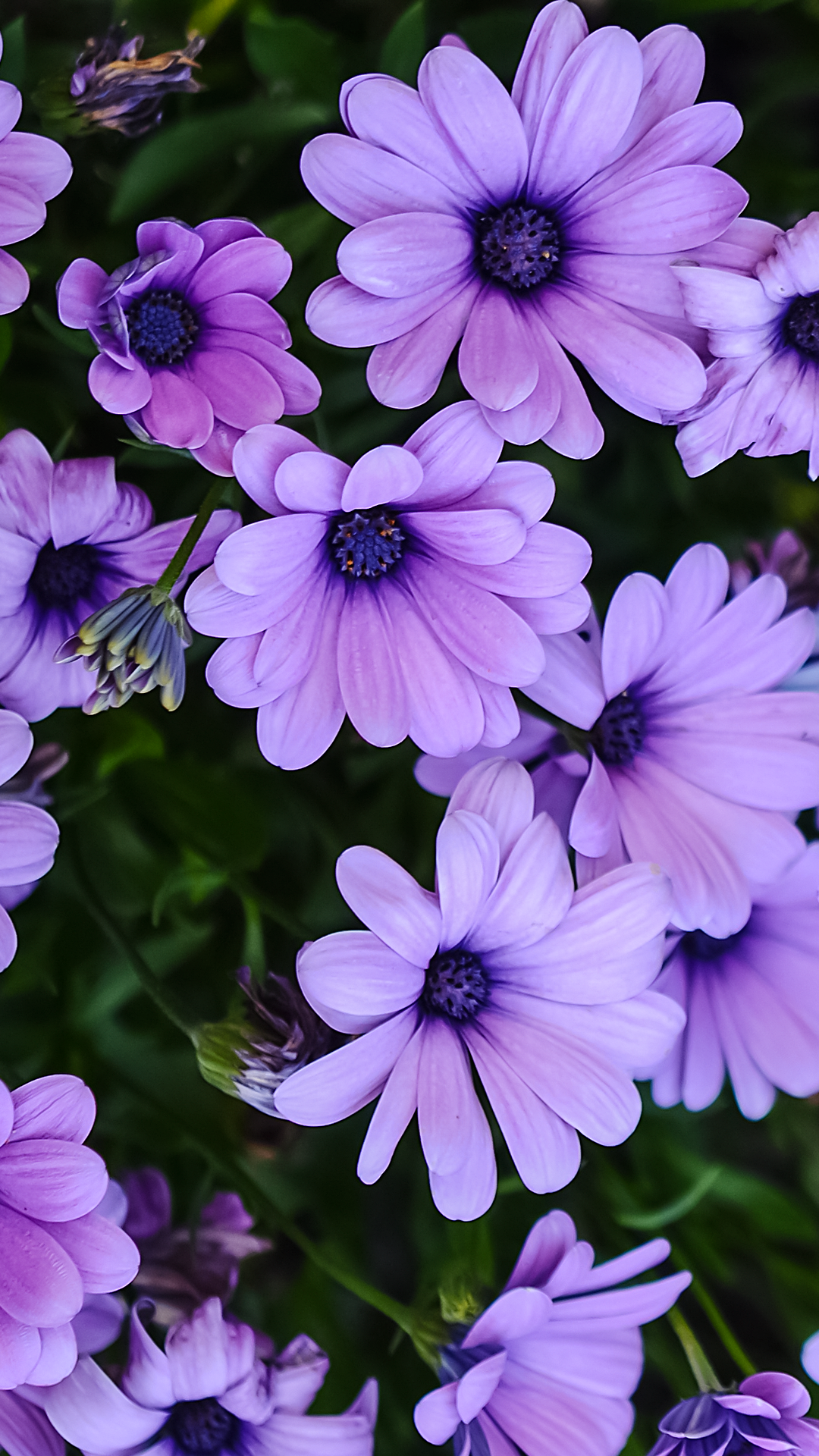 Purple Daisies Wallpaper for Phone