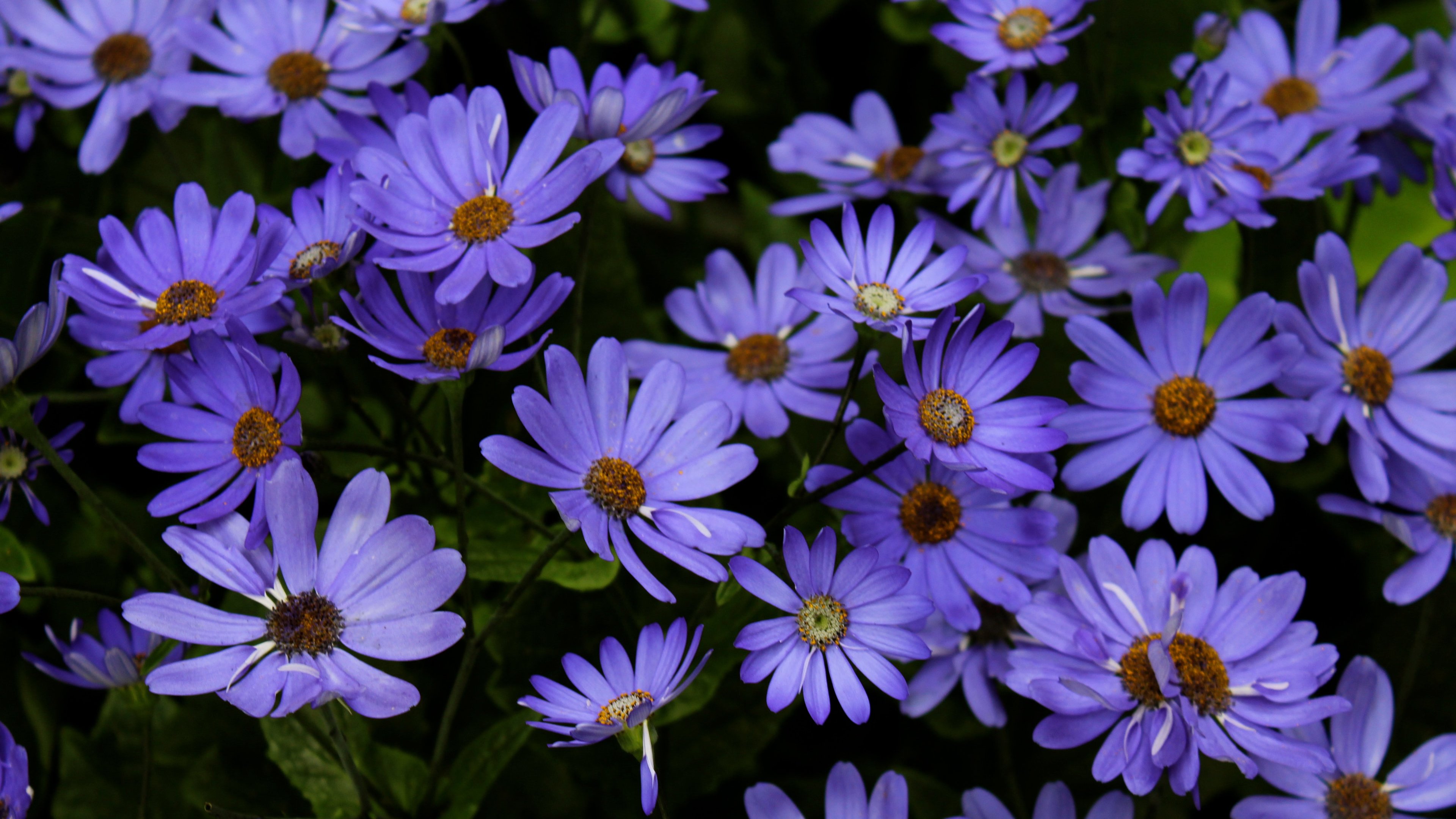 Purple Daisies Wallpaper