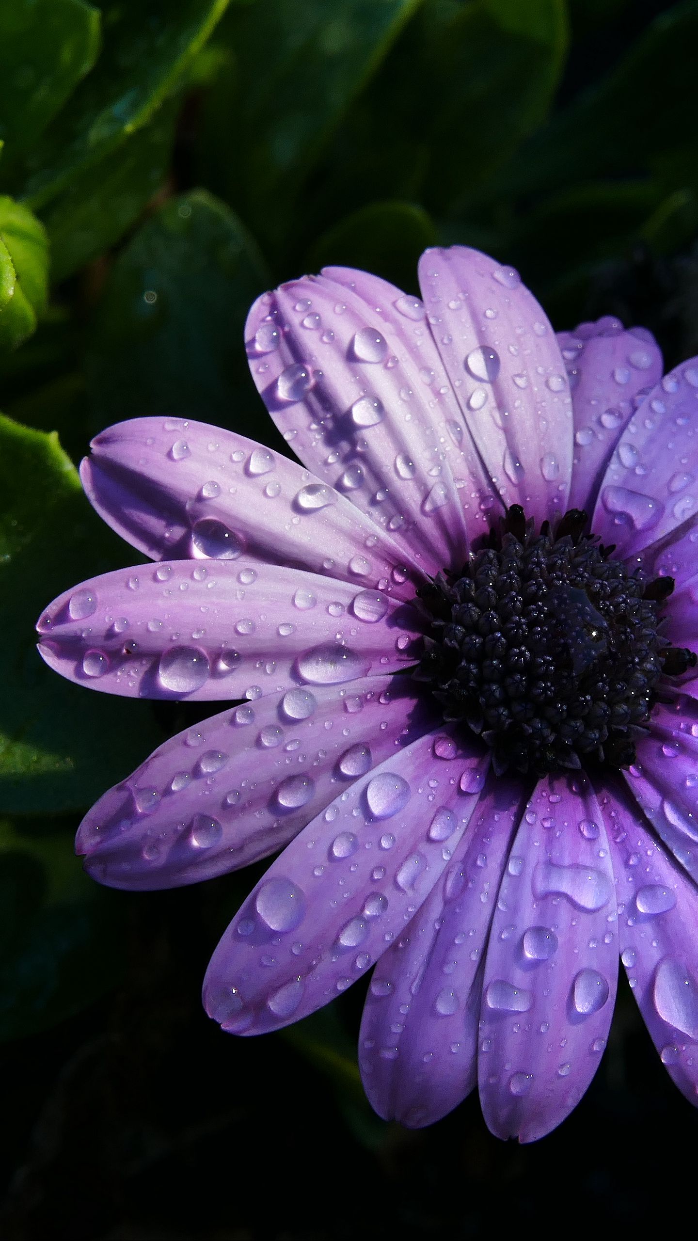 Download wallpaper 1440x2560 flower