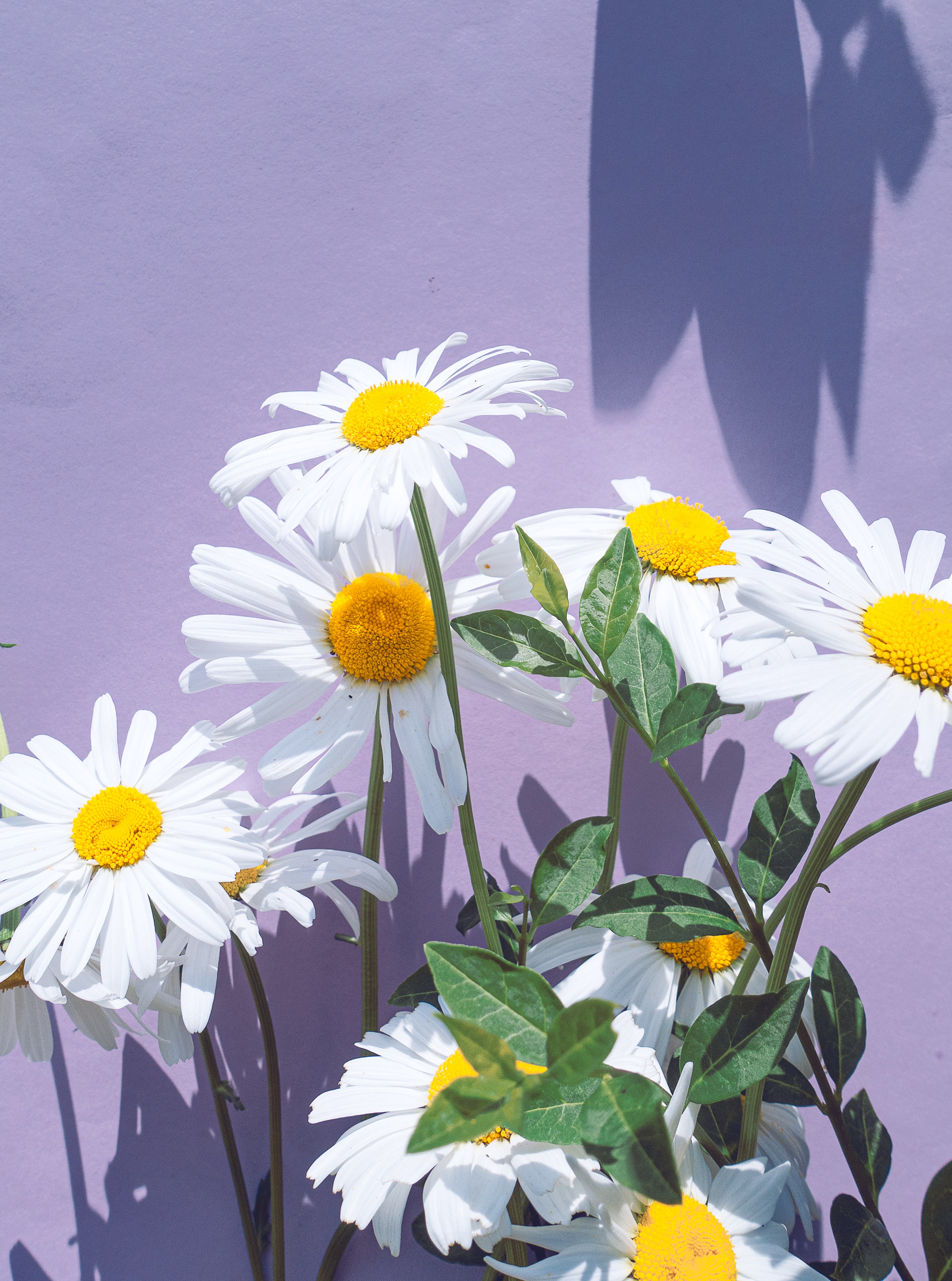 Purple Daisies Photo, Download