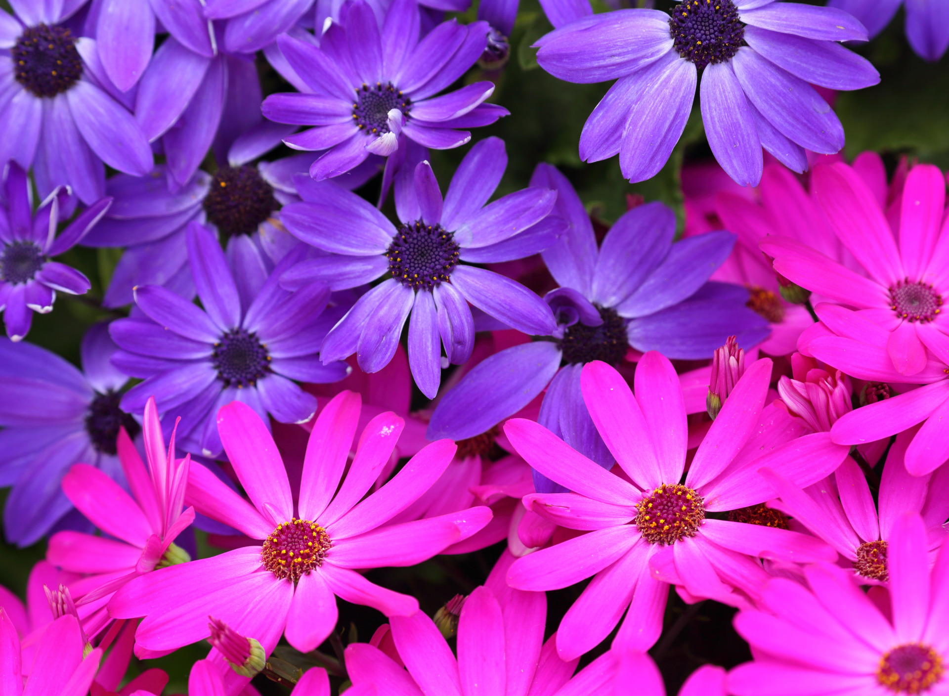 Pink and Purple Daisies