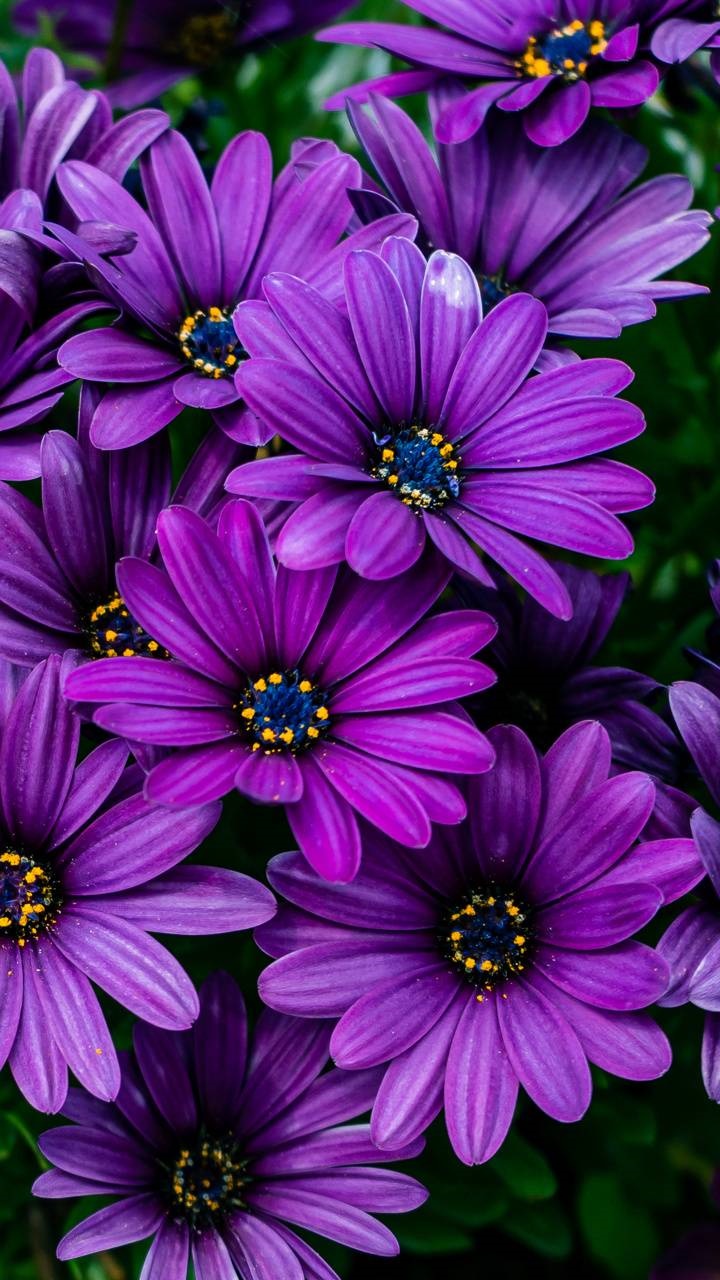 Earth African Daisy Phone Wallpaper