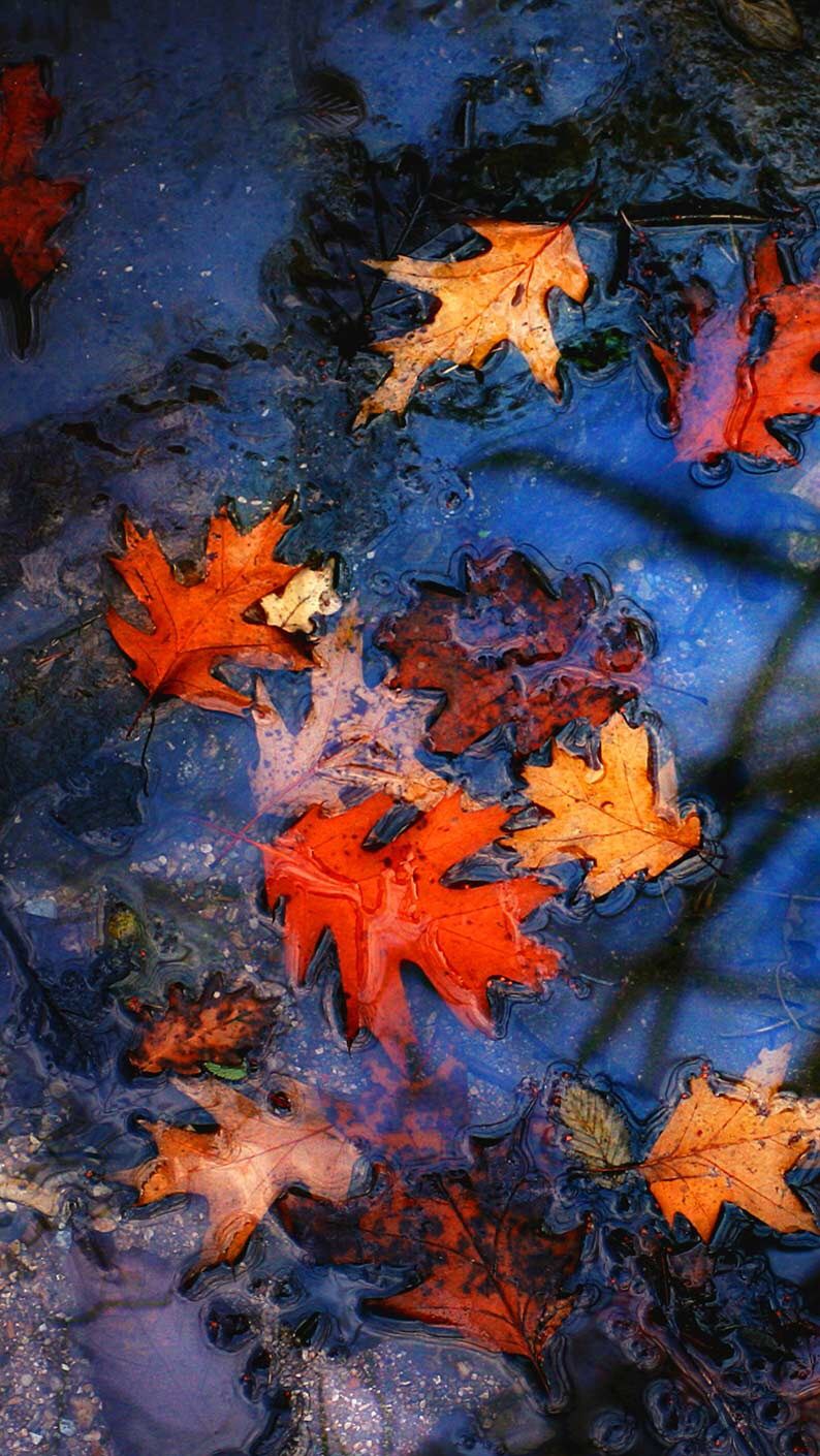 Blue Autumn Wallpapers - Wallpaper Cave