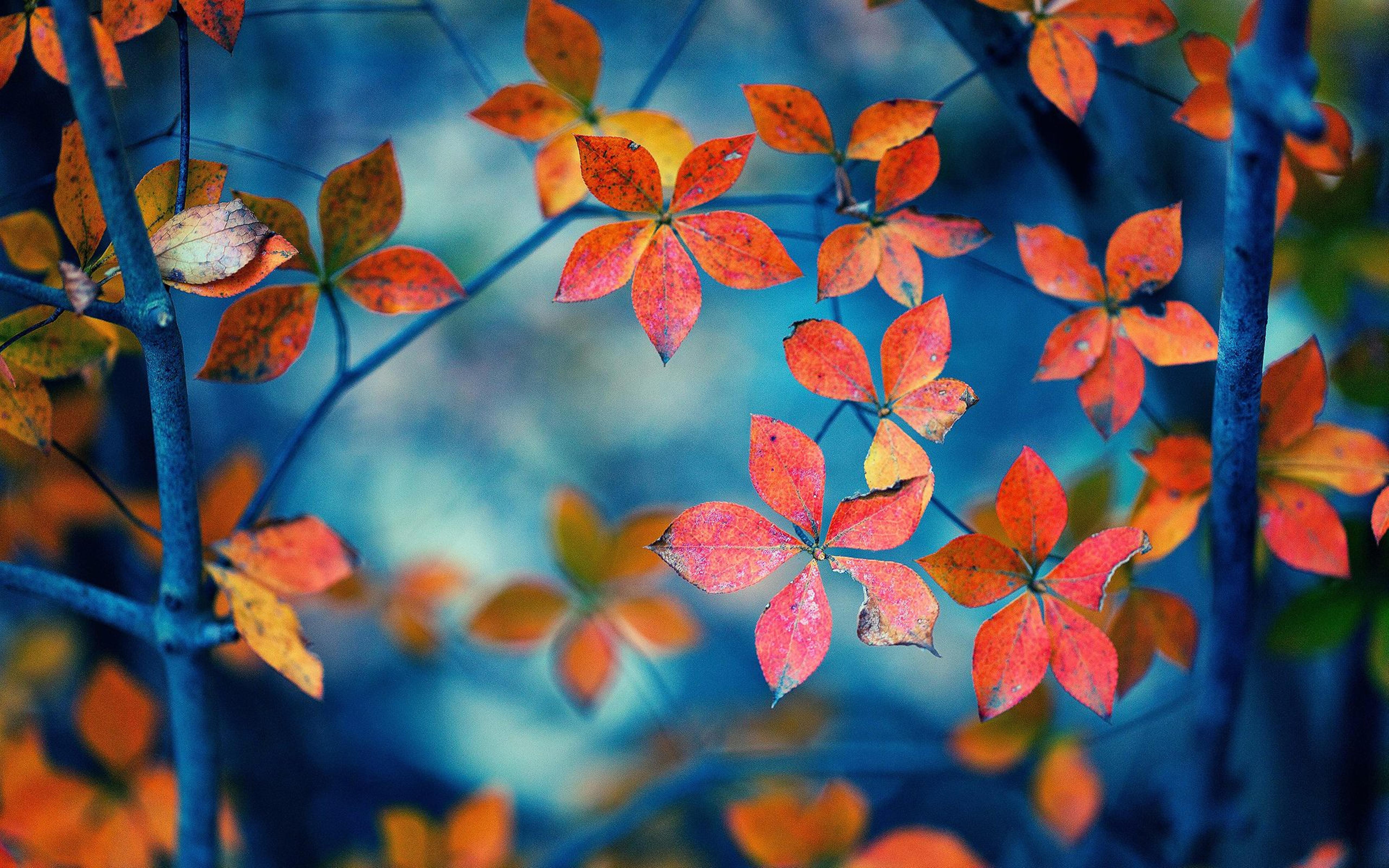 Small Autumn leaves