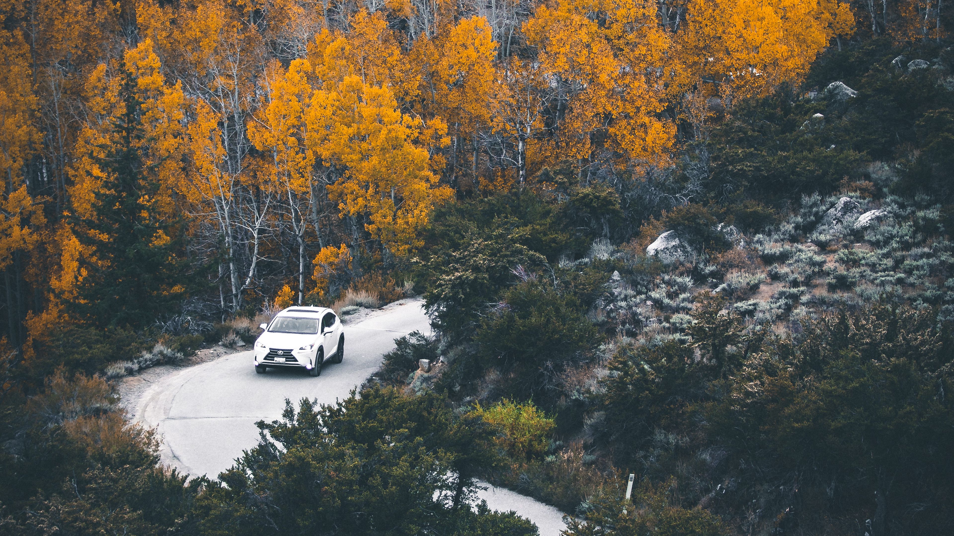 car, forest, road, turn, autumn, 4k HD Wallpaper
