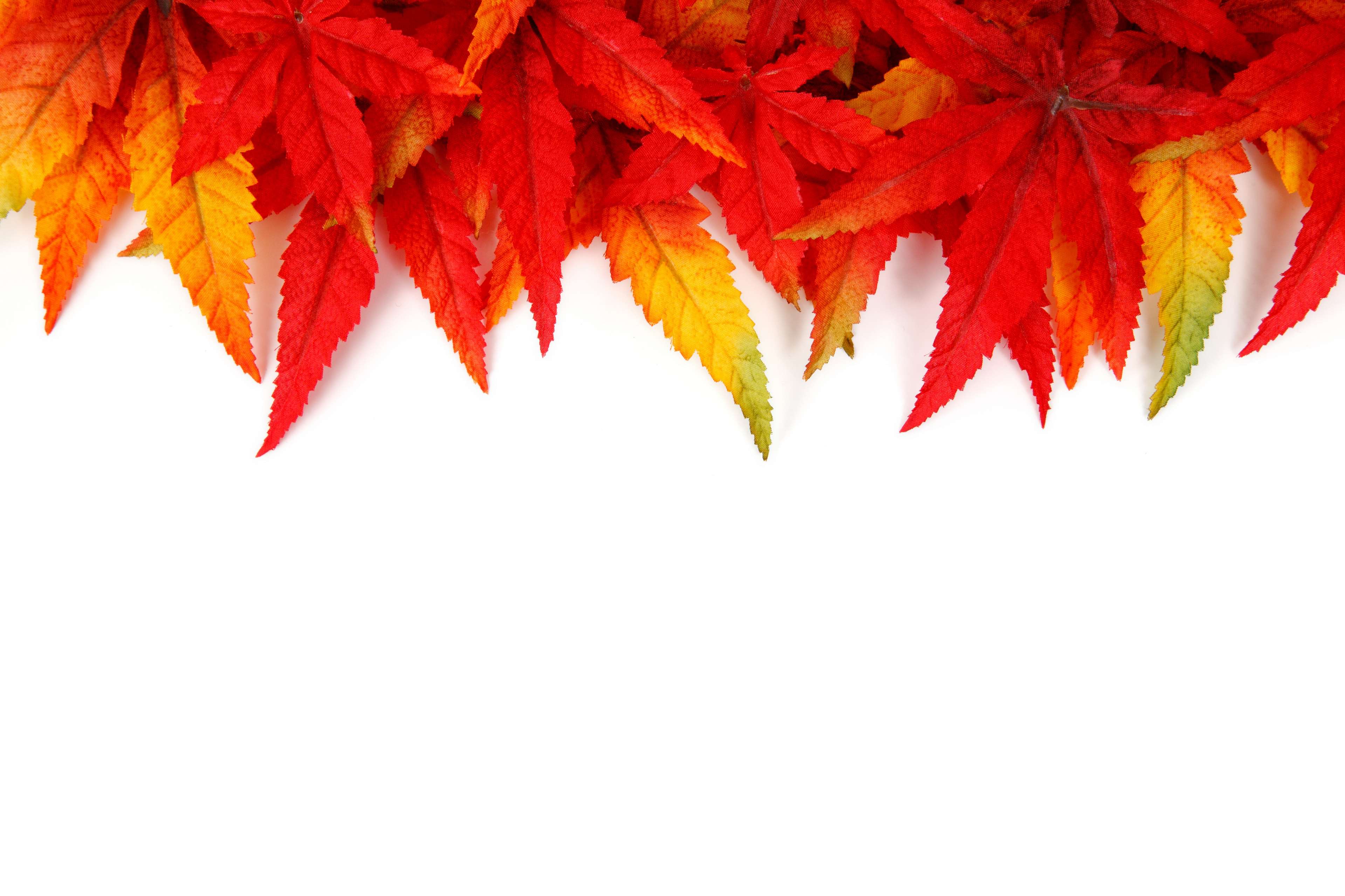 abstract, autumn, background