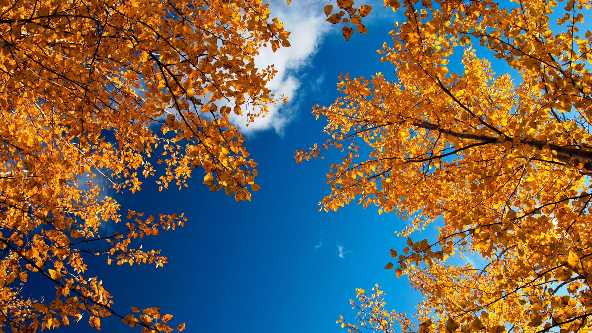 rust, nature, clouds, sky, blue, leaf