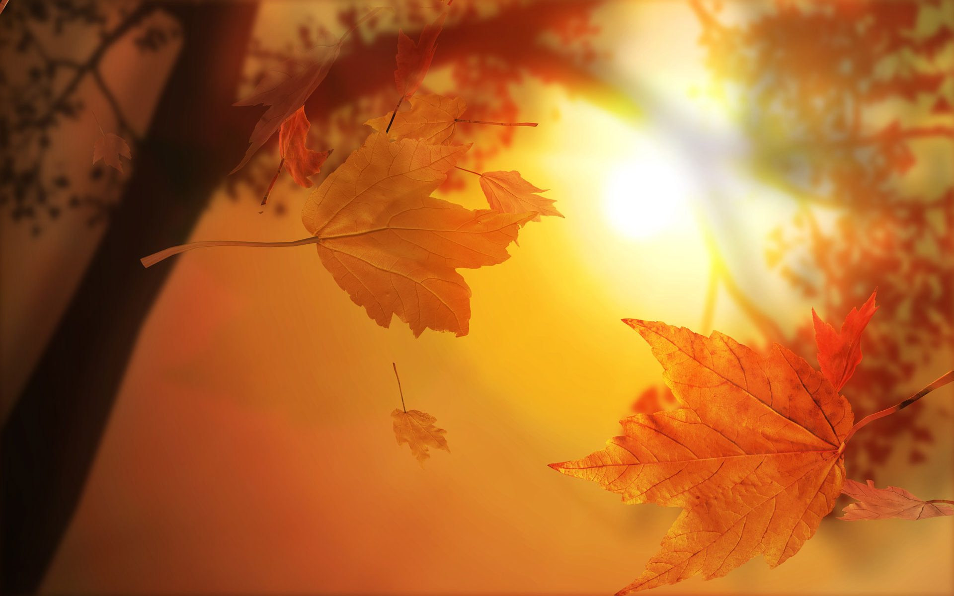 Autumn Leaves Wallpaper