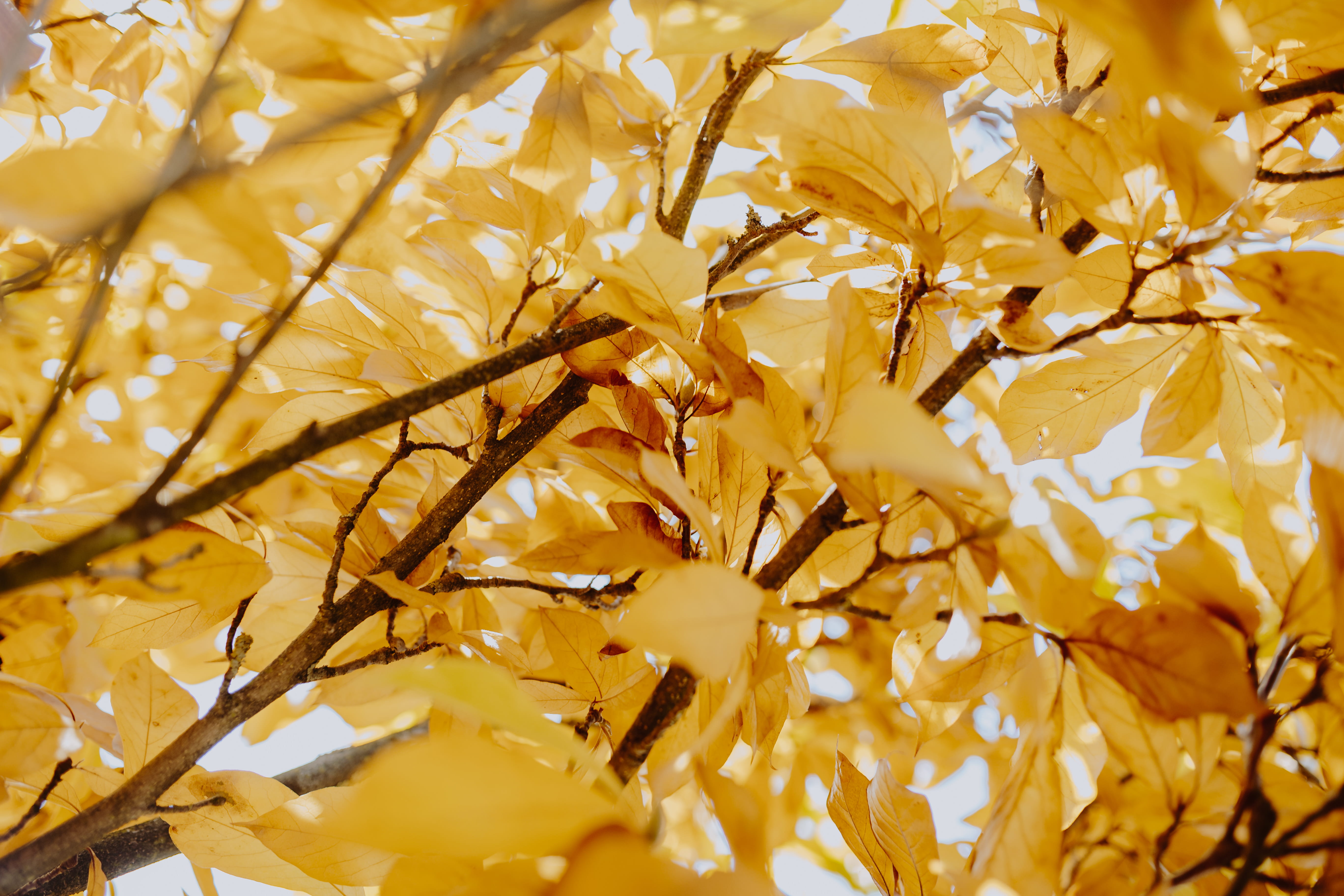 food, glitter, autumn