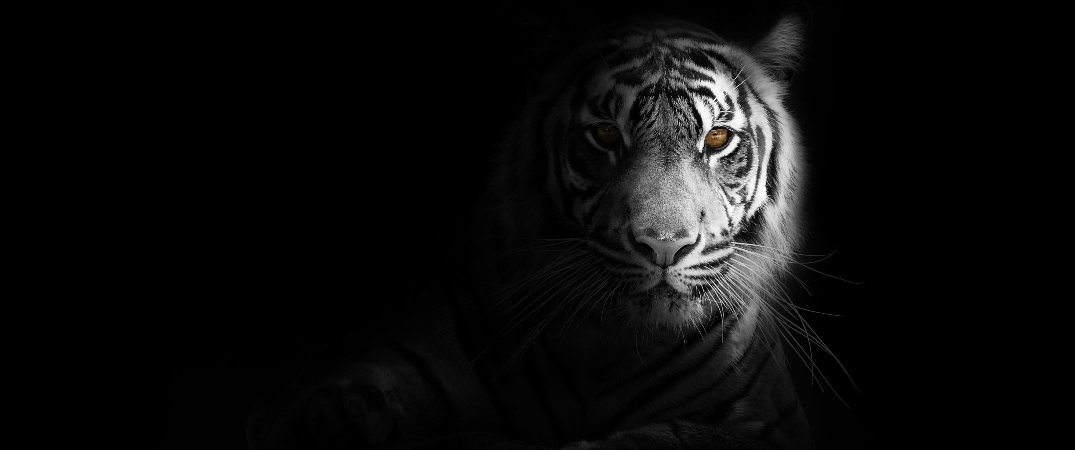 White tiger Wallpaper 4K, Dark