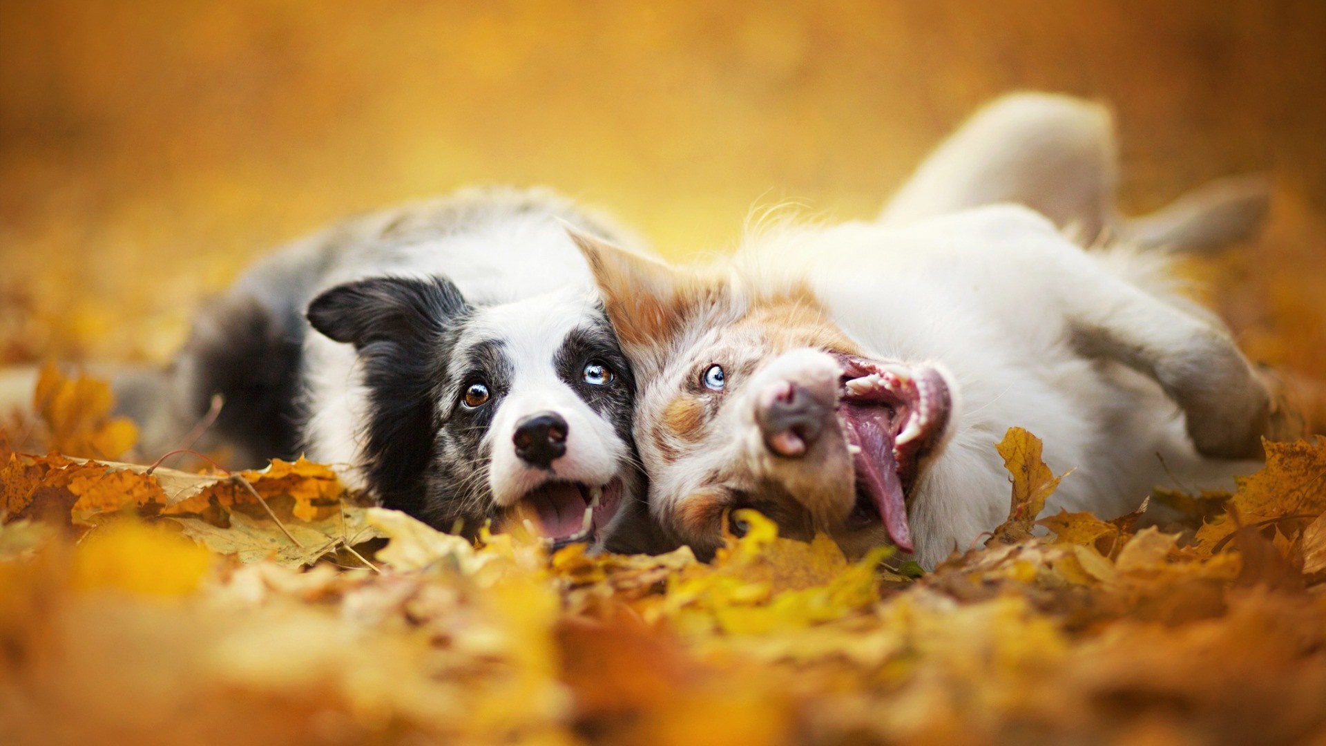 dog, Australian Shepherd, autumn