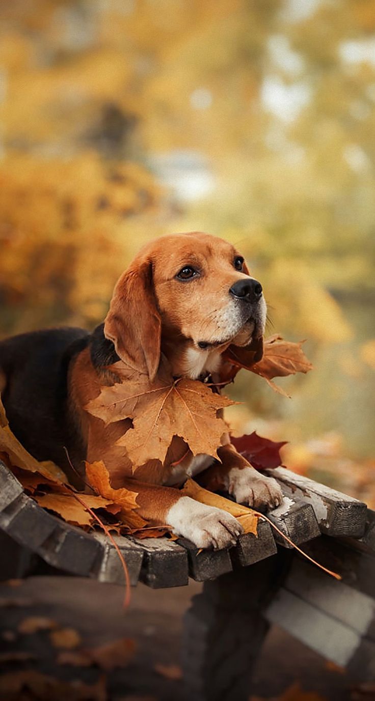 Autumn Puppy Wallpapers - Wallpaper Cave