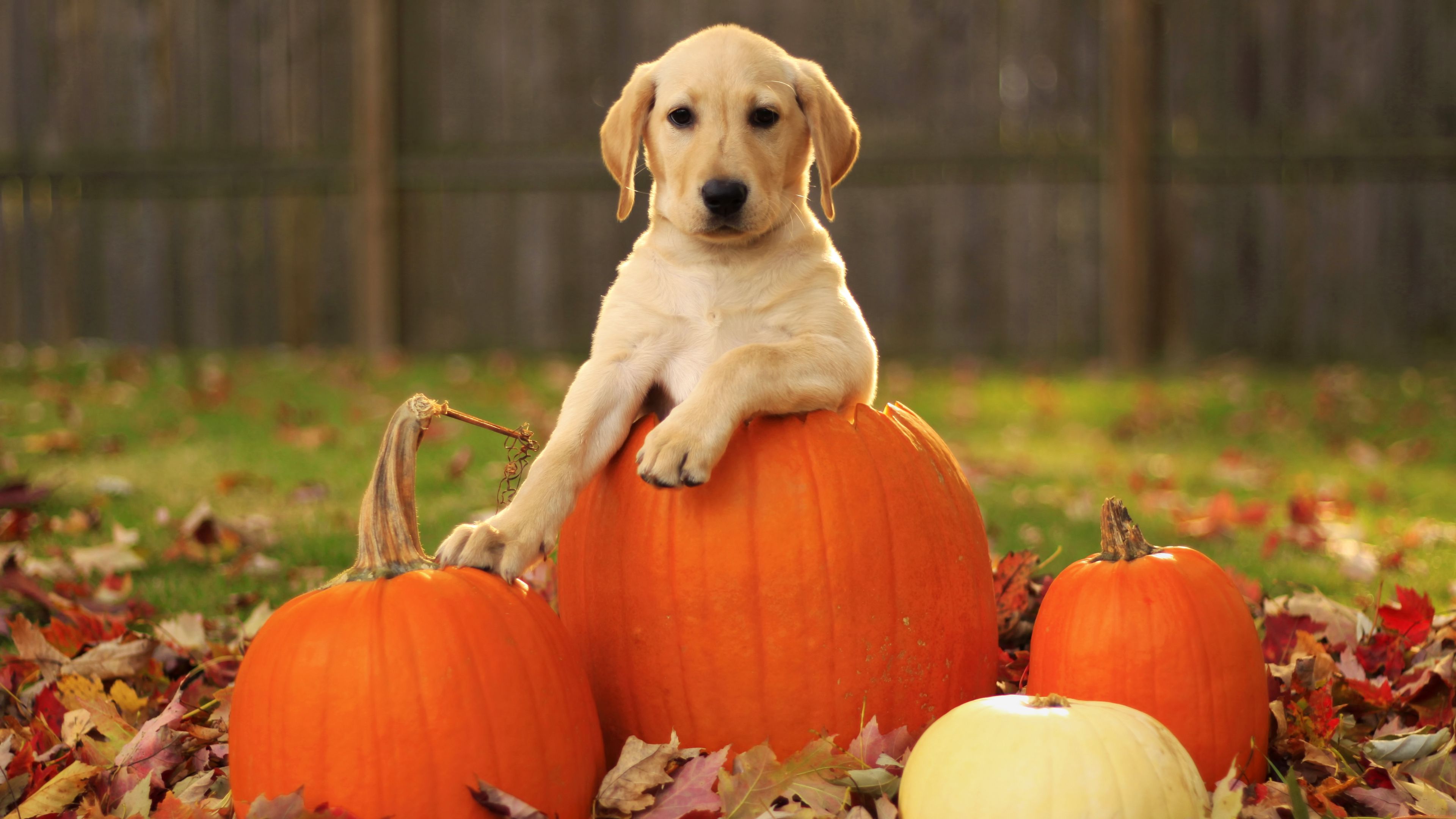 Autumn Puppy Wallpapers - Wallpaper Cave