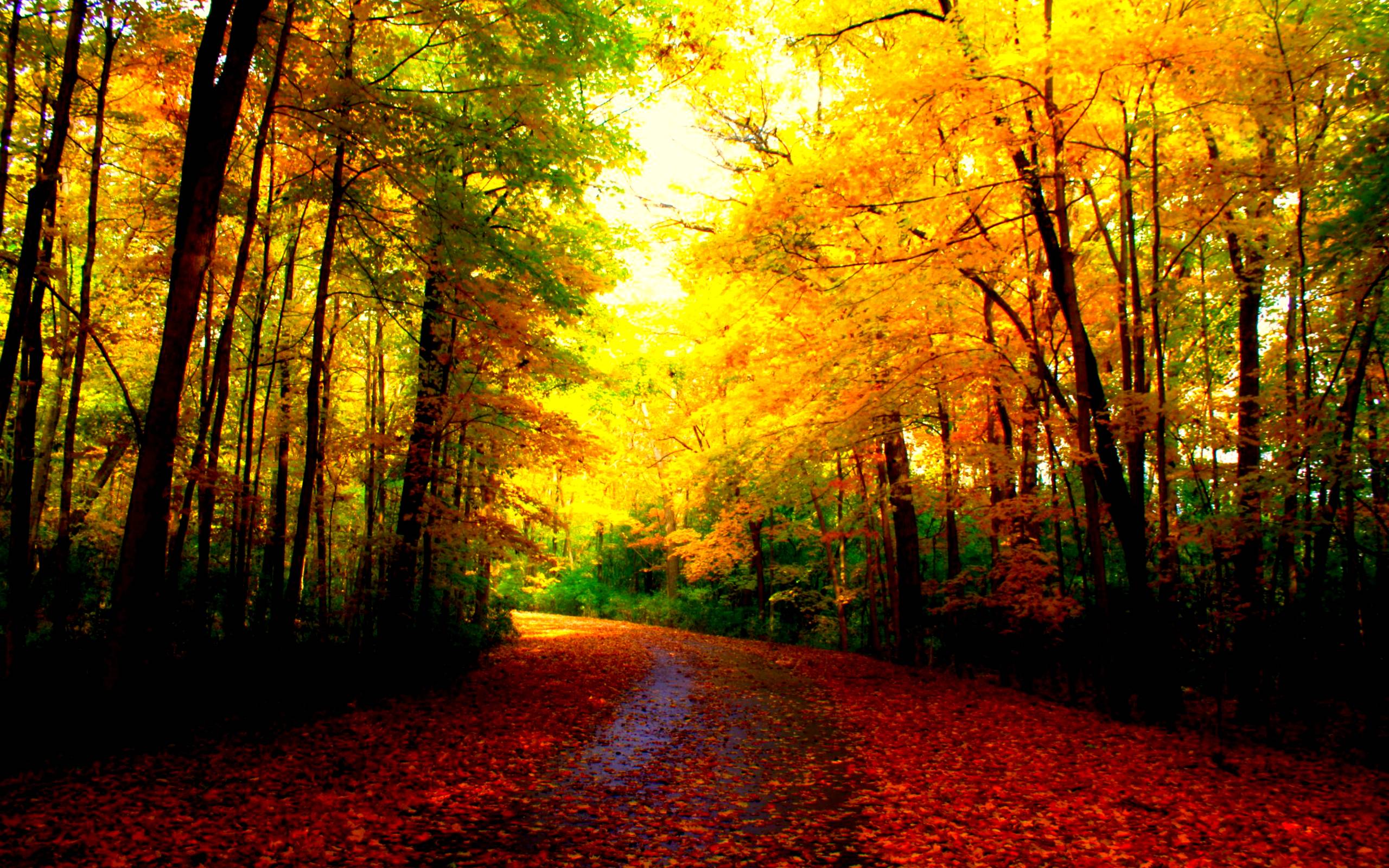 Beautiful Autumn Wallpaper 2560x1600