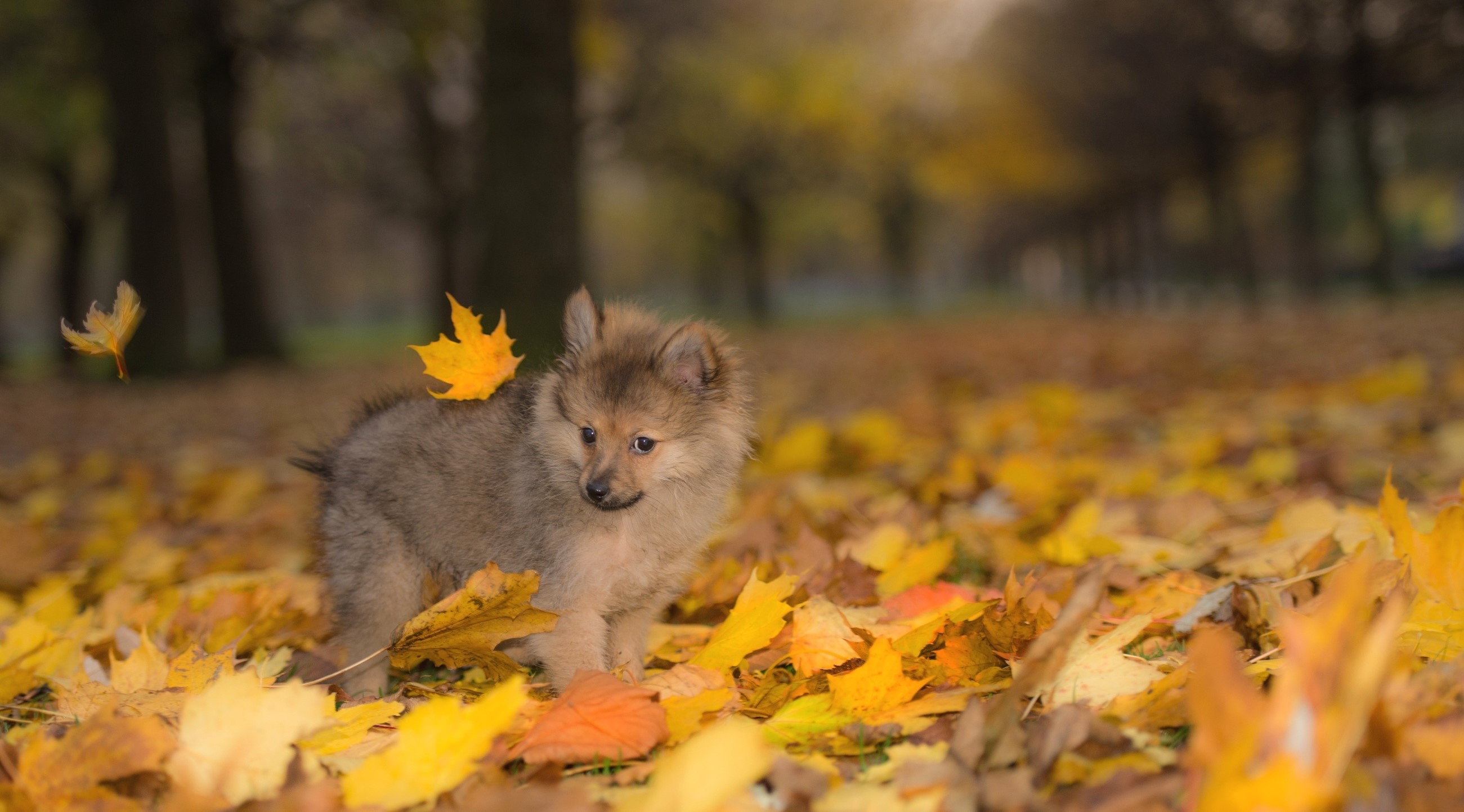 Dogs, Autumn, Spitz, Puppy, Foliage