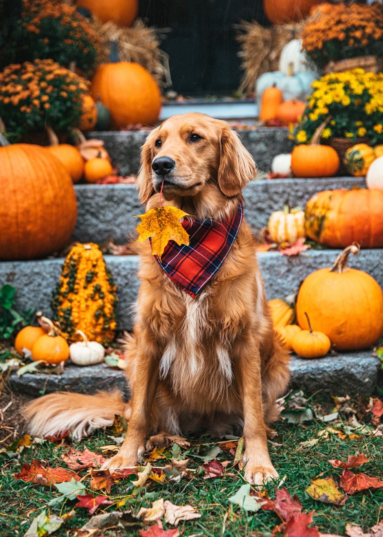 Sweater Weather. Dog photohoot, Dog