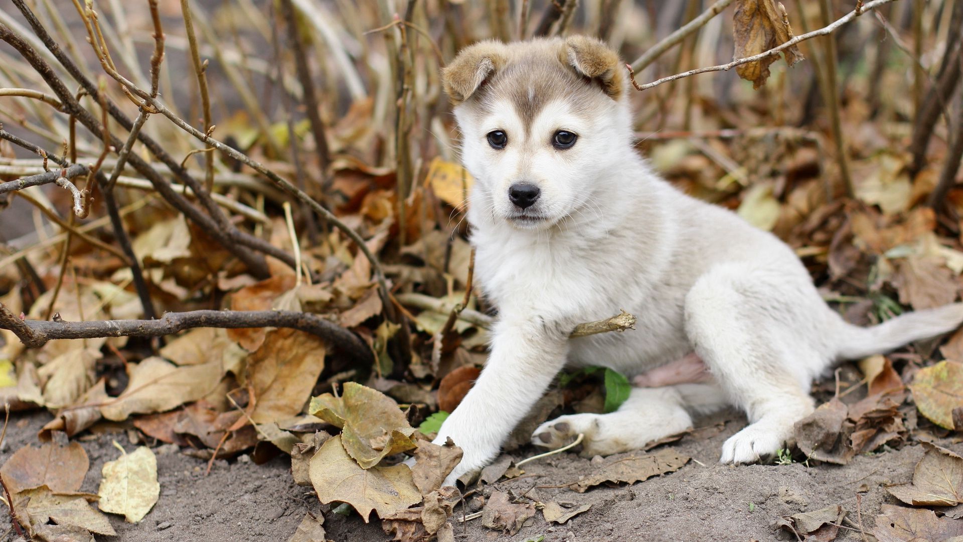 Download wallpaper 1920x1080 puppy