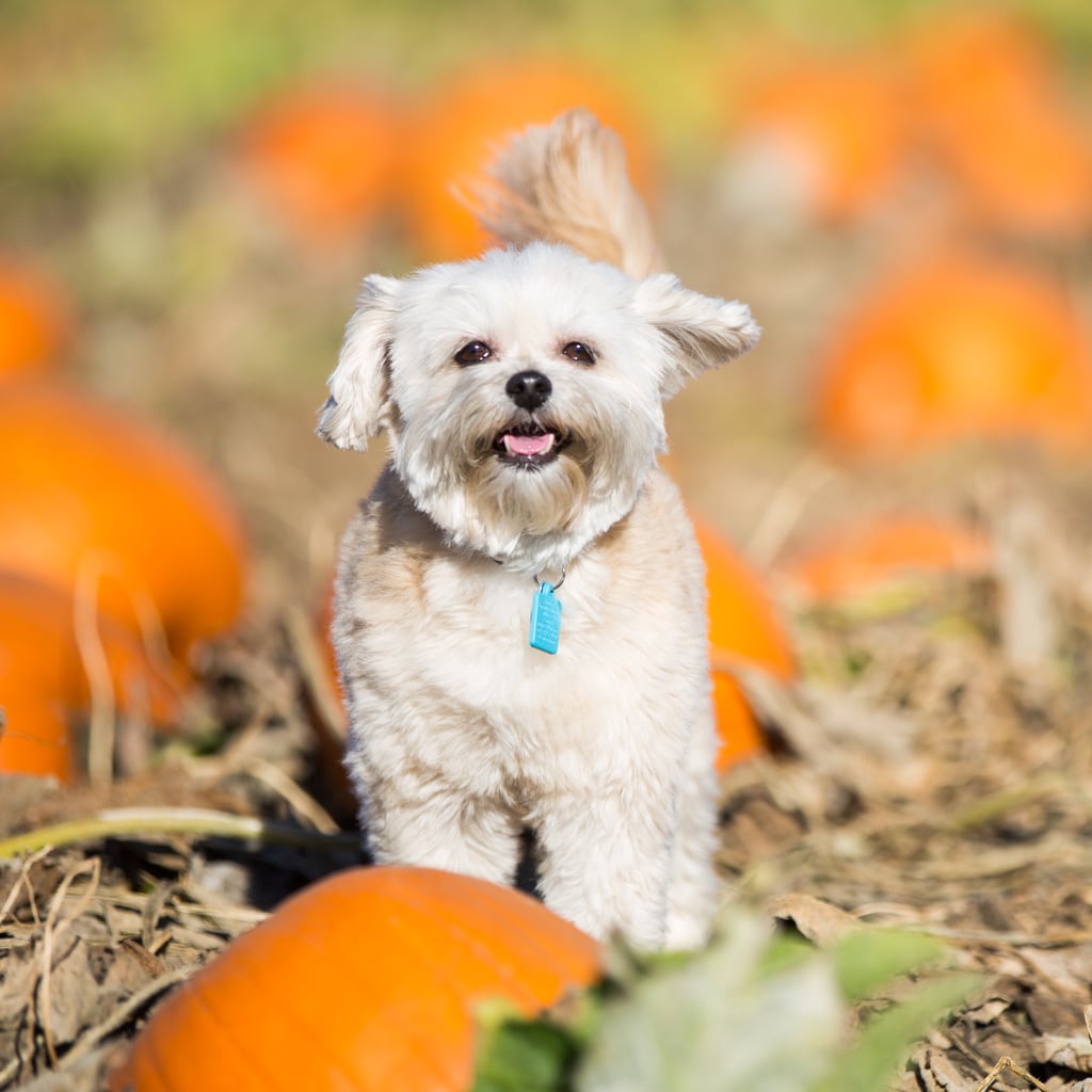 Autumn Puppy Wallpapers - Wallpaper Cave