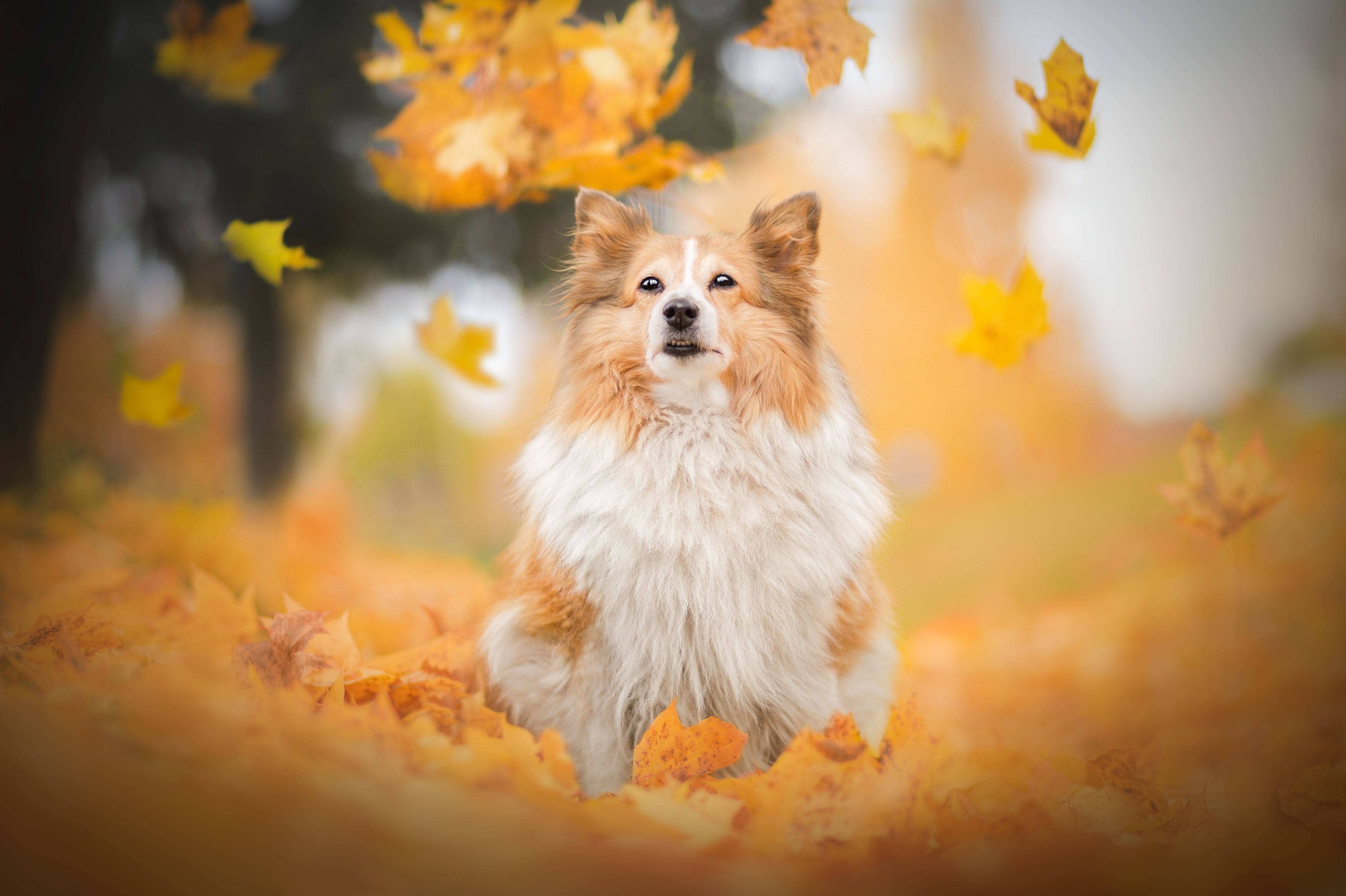 Shetland Sheepdog 4k Ultra HD Wallpaper
