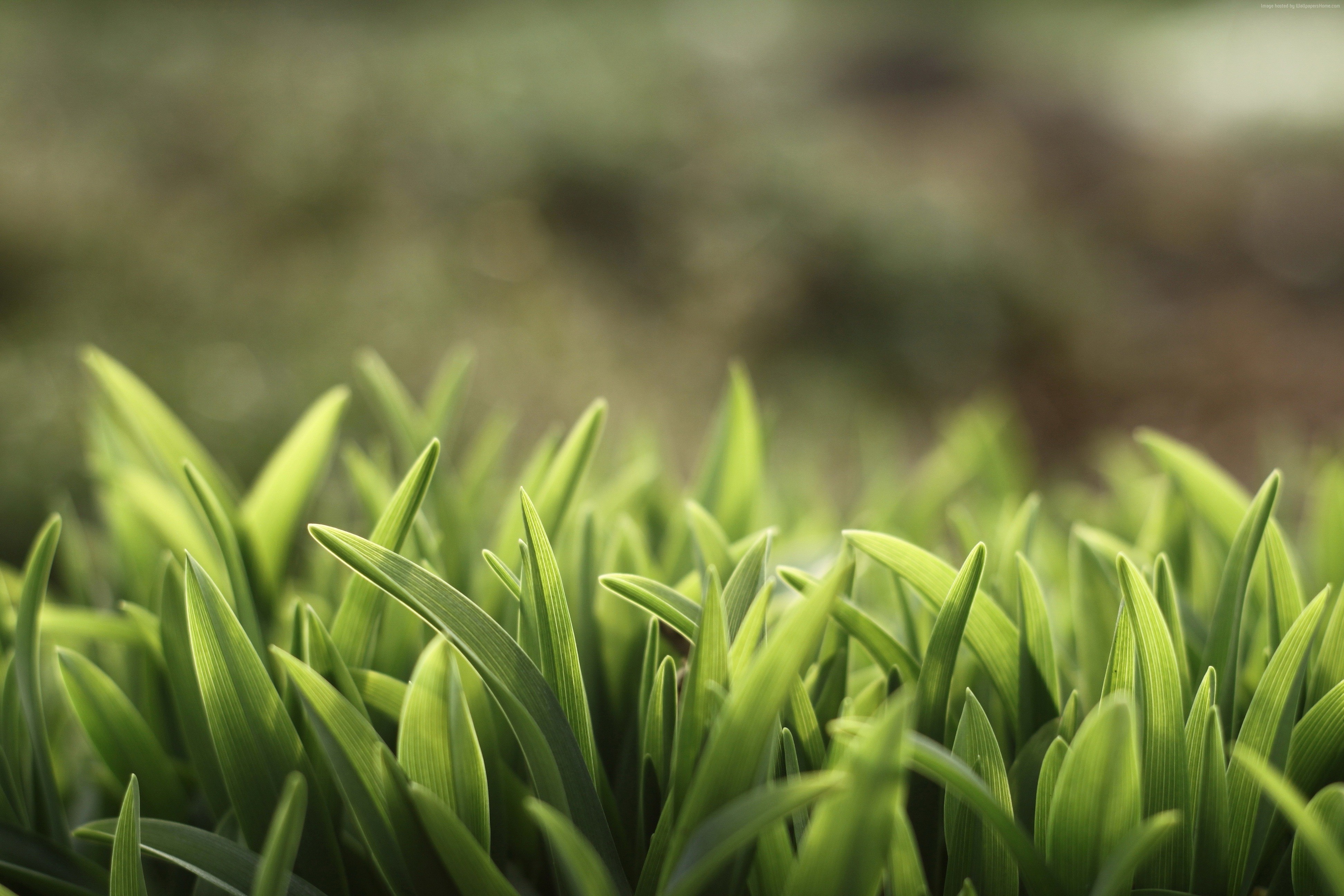 5k, 4k, Green grass, macro