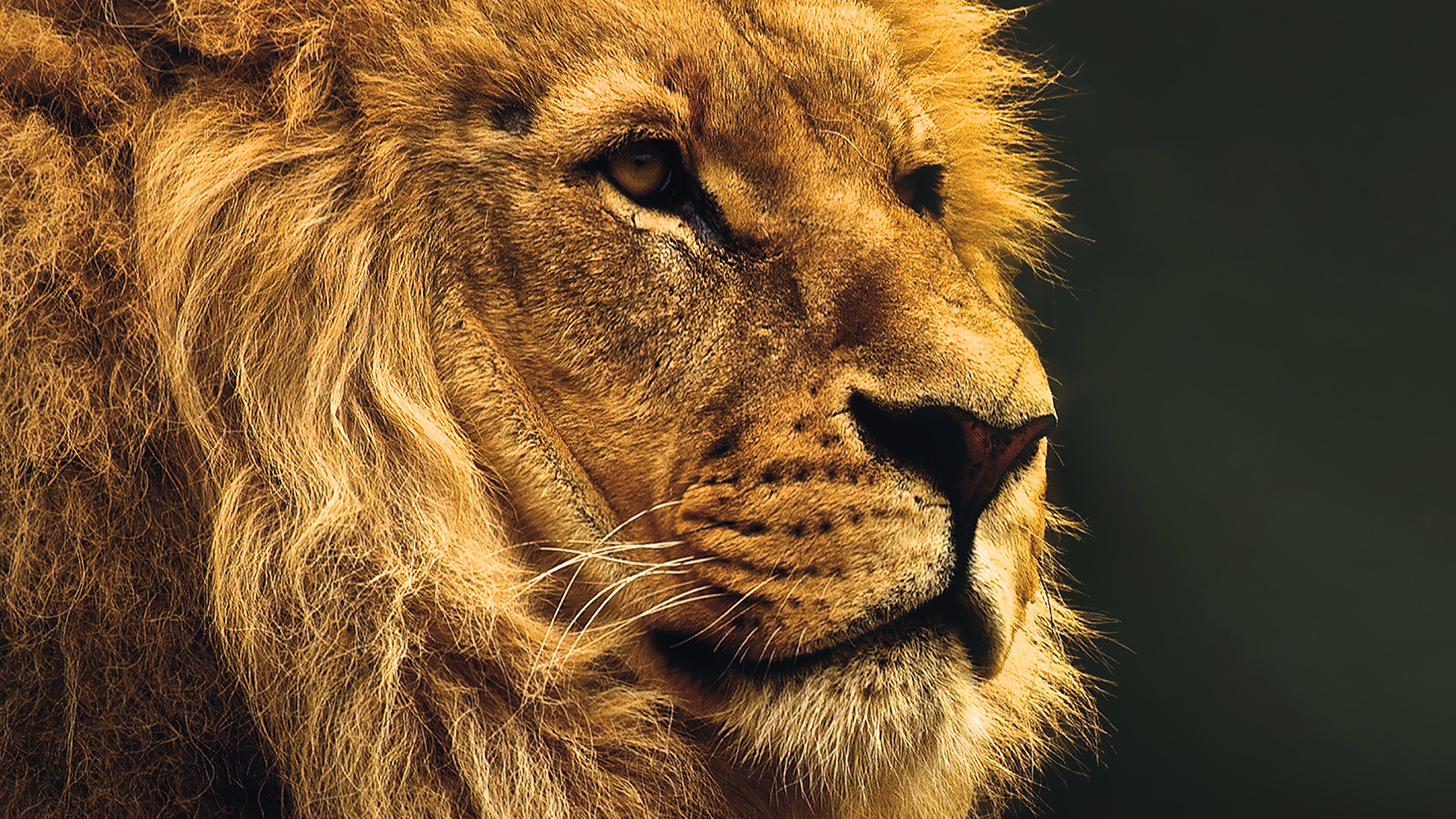 lion, animal, 4k Gallery