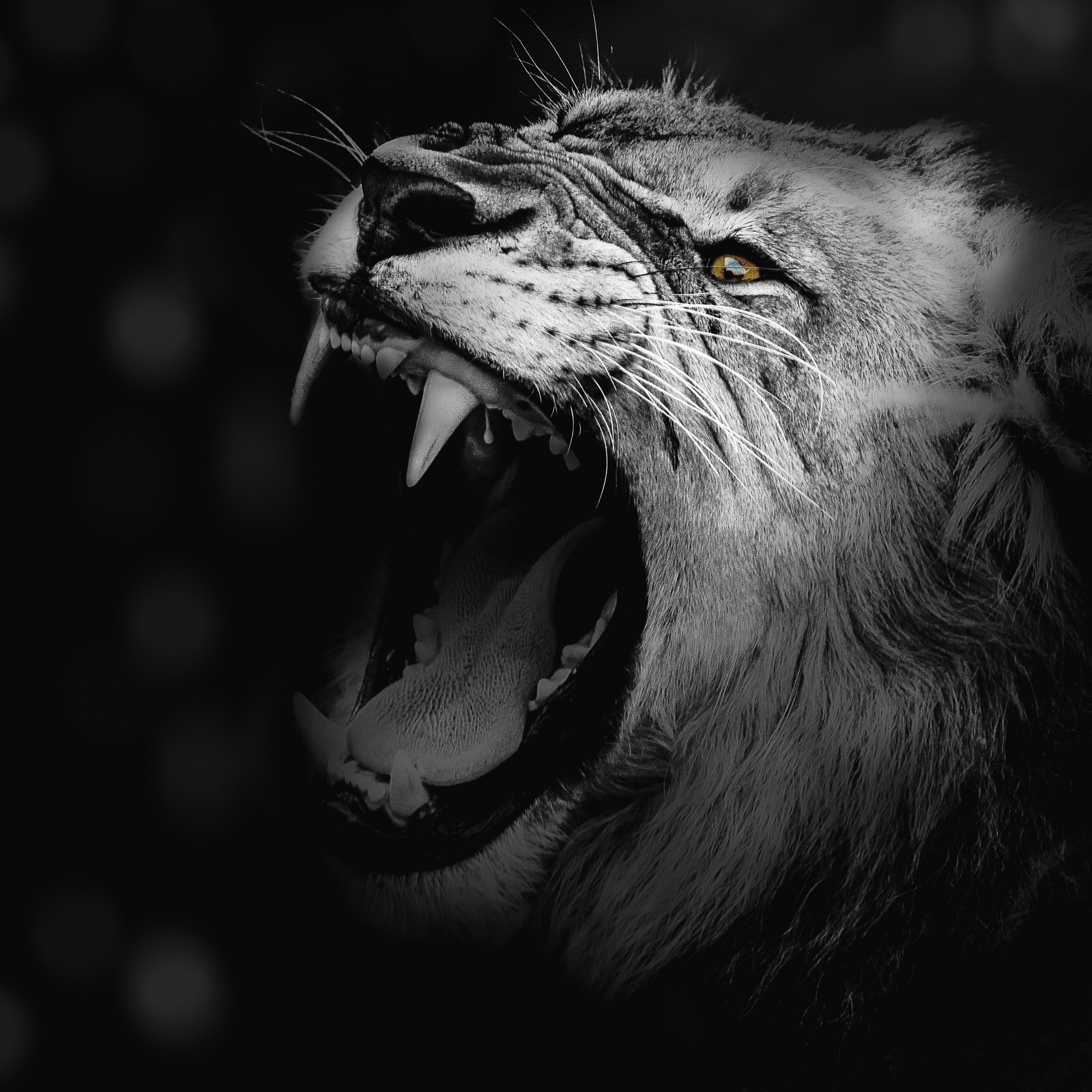 Lion Wallpaper 4K, Roaring, African
