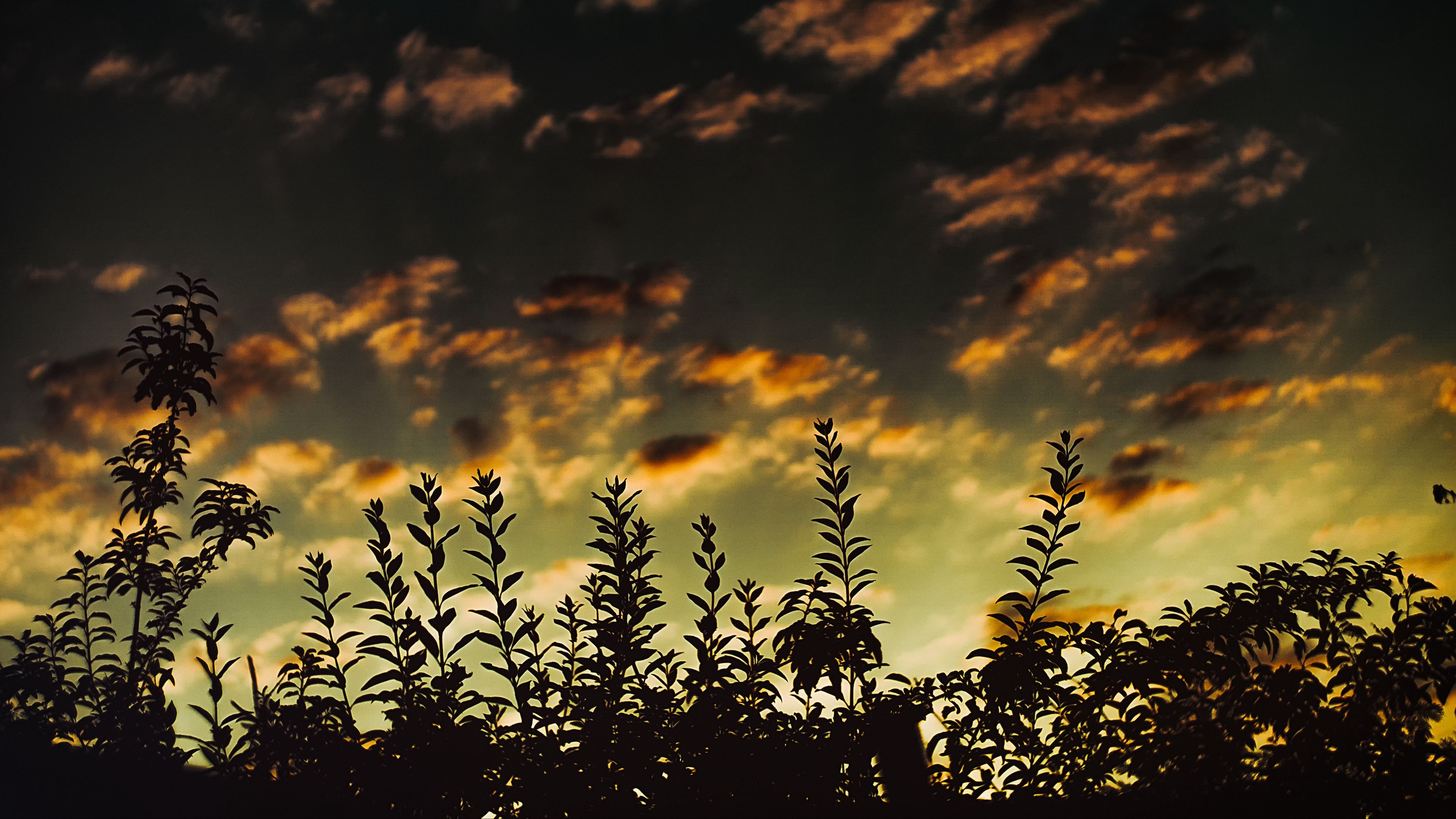 grass, sunset, clouds, dark 4k sunset