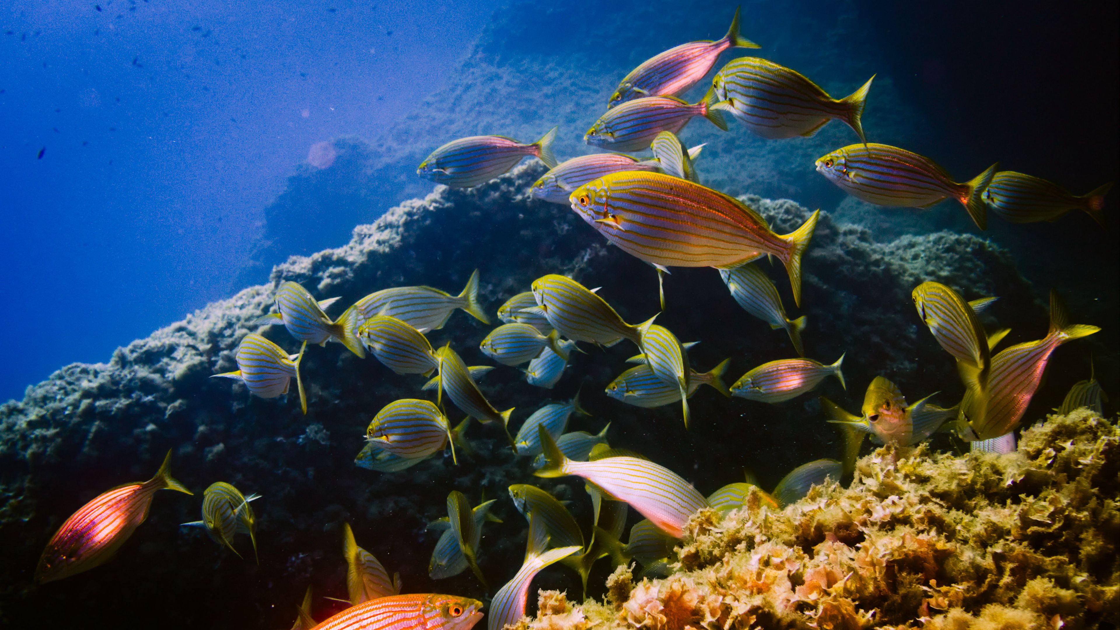 sarpa, fish, aquarium, algae, water, 4k