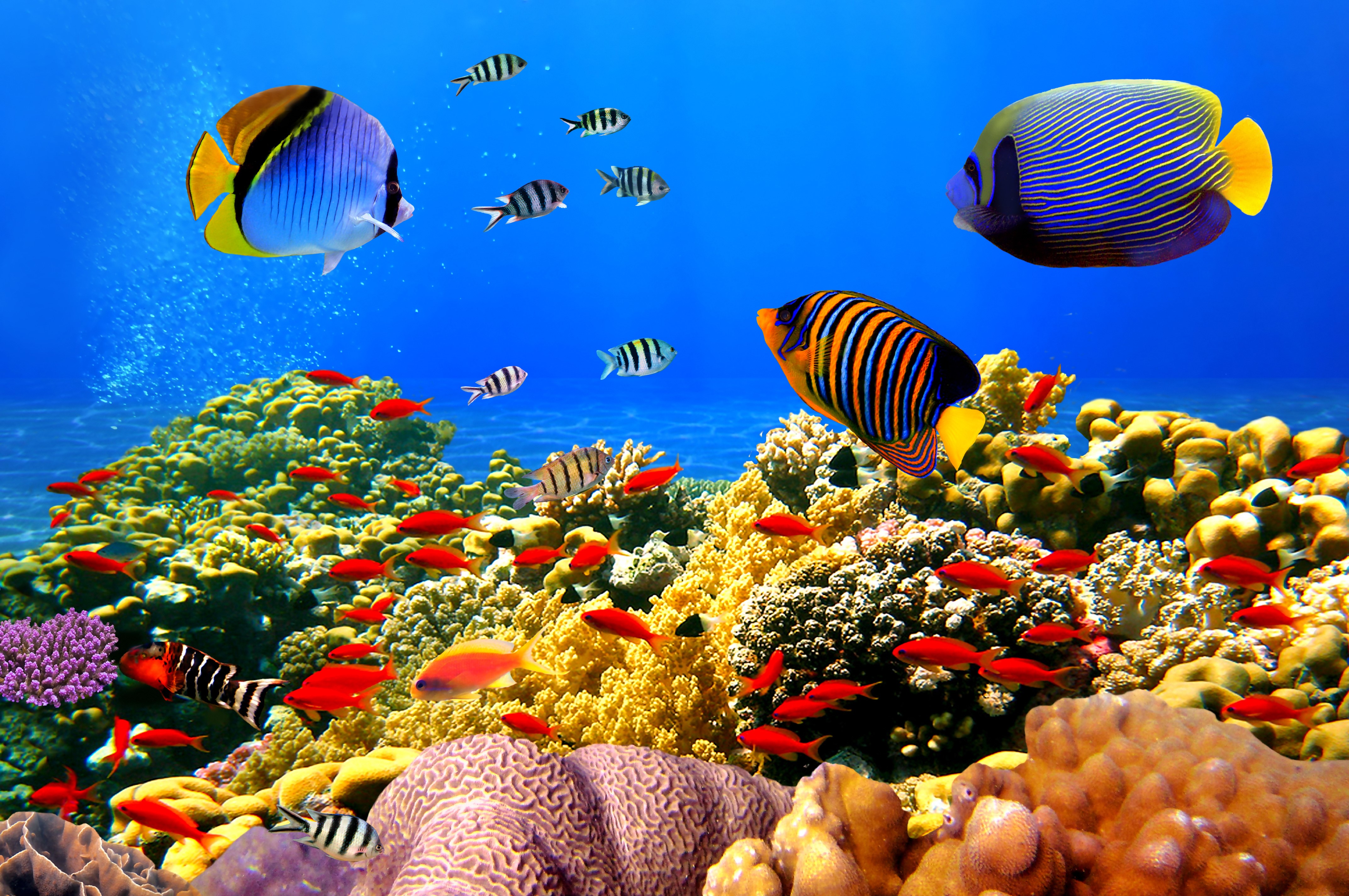 4K, Underwater world, Fish