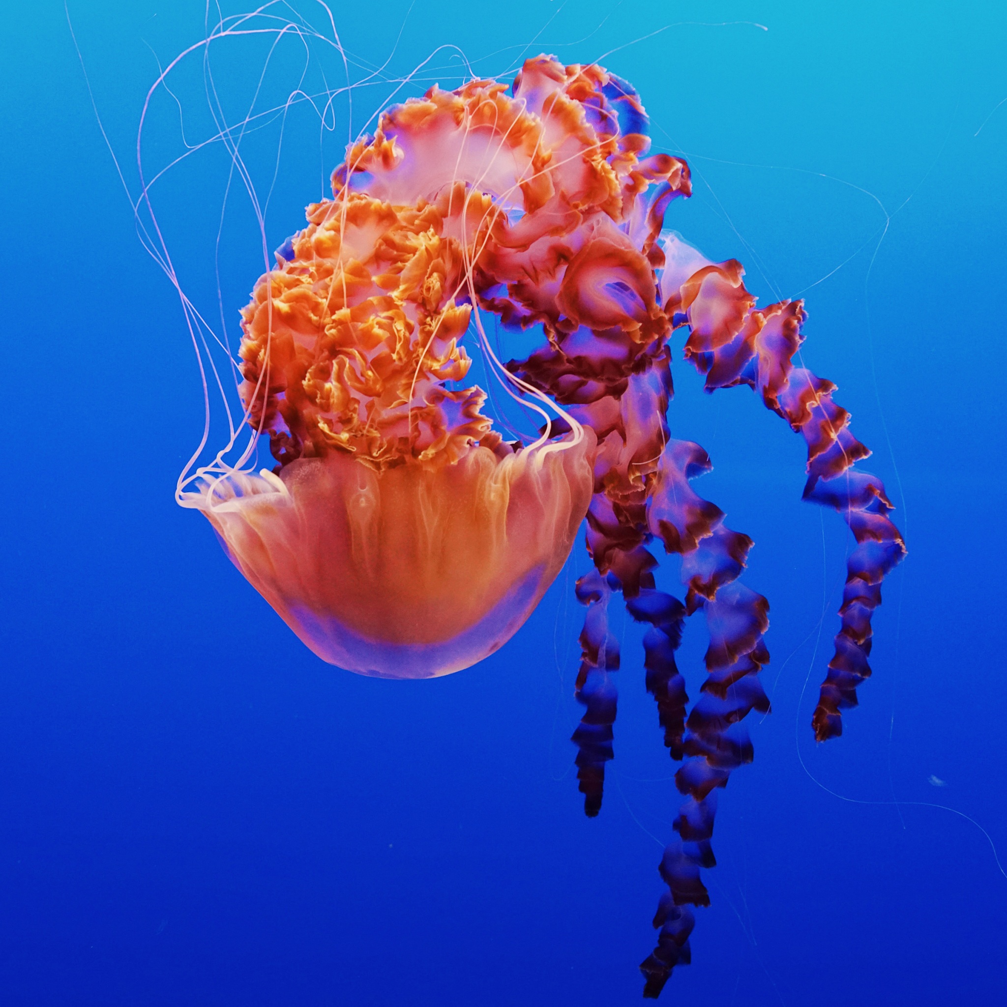 Jellyfish in Monterey Bay Aquarium 4K