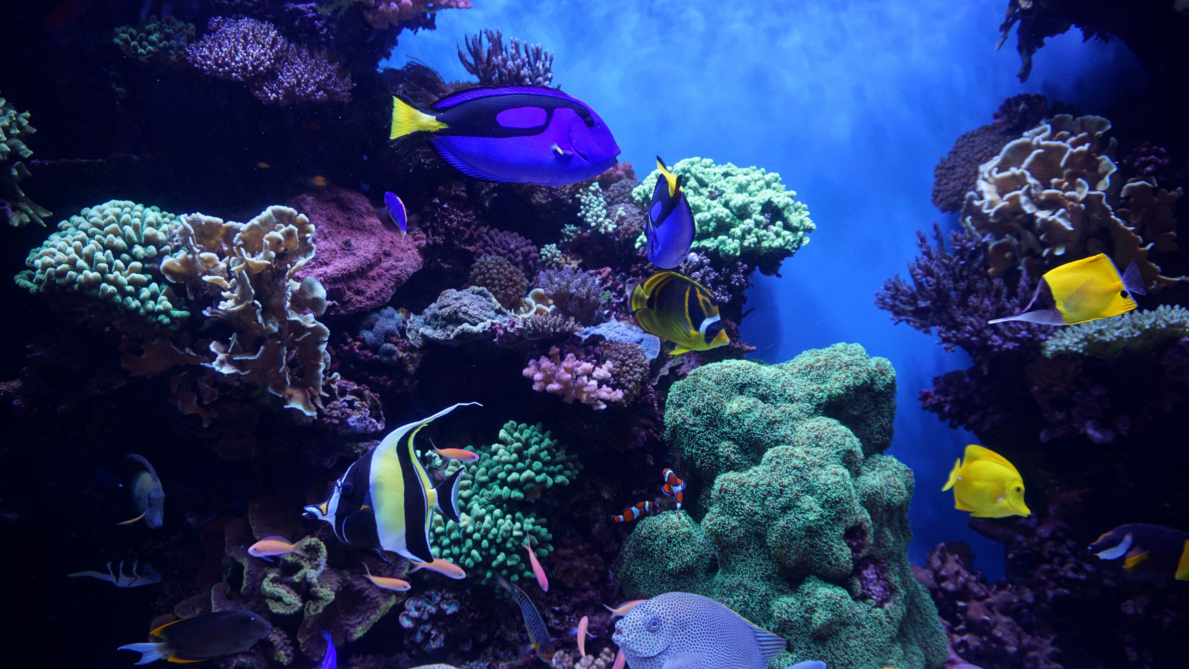 Download wallpaper 3840x2160 aquarium