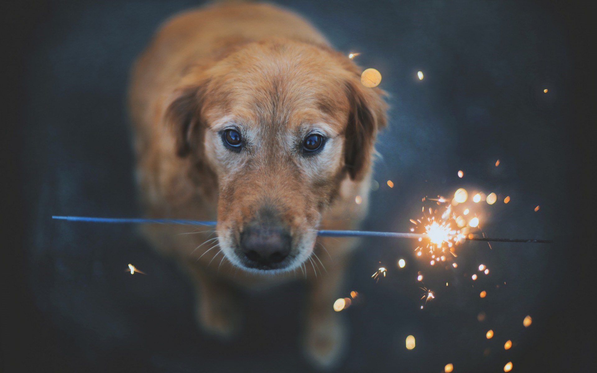 Dog Wallpaper for Computer