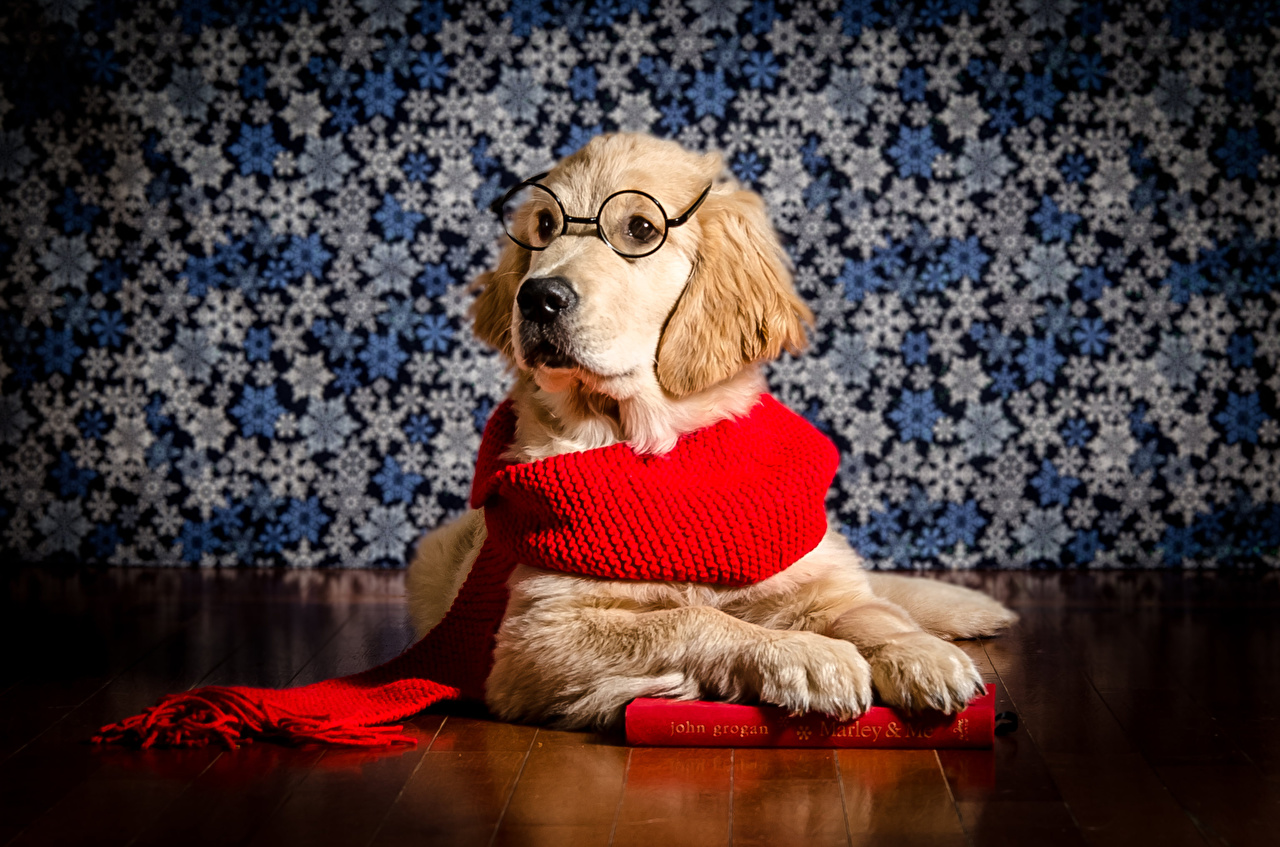 Desktop Wallpaper Golden Retriever