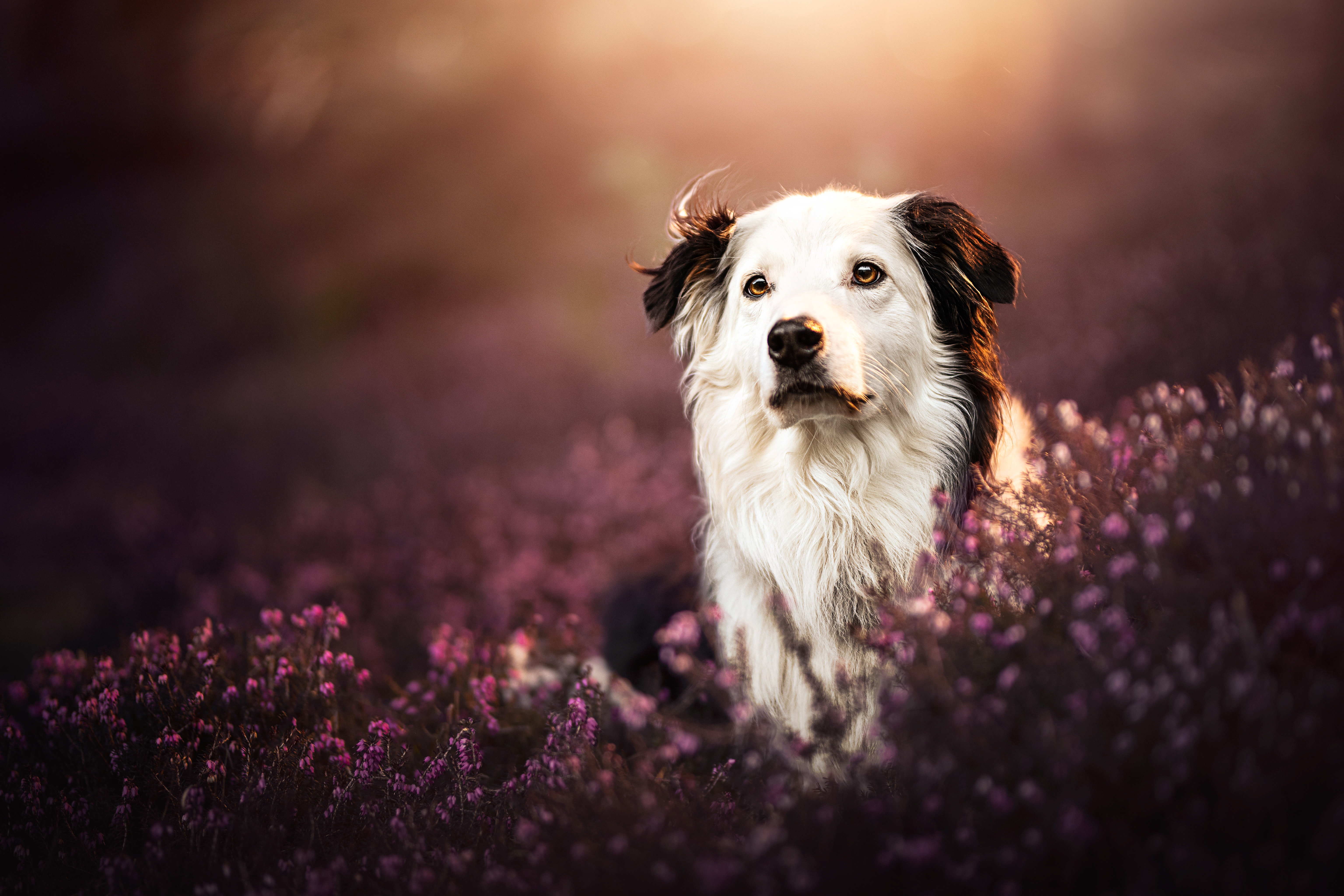 Dog HD Wallpaper and Background