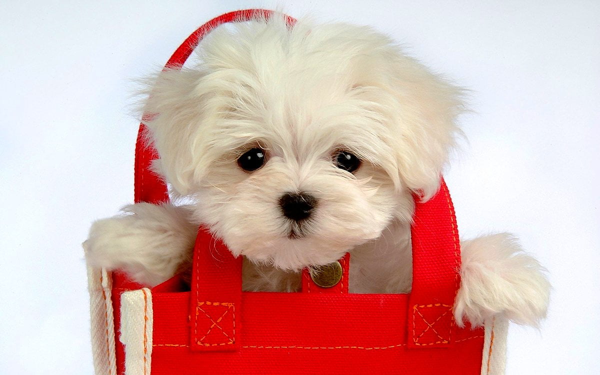 Dogs wallpaper HD. Download Free