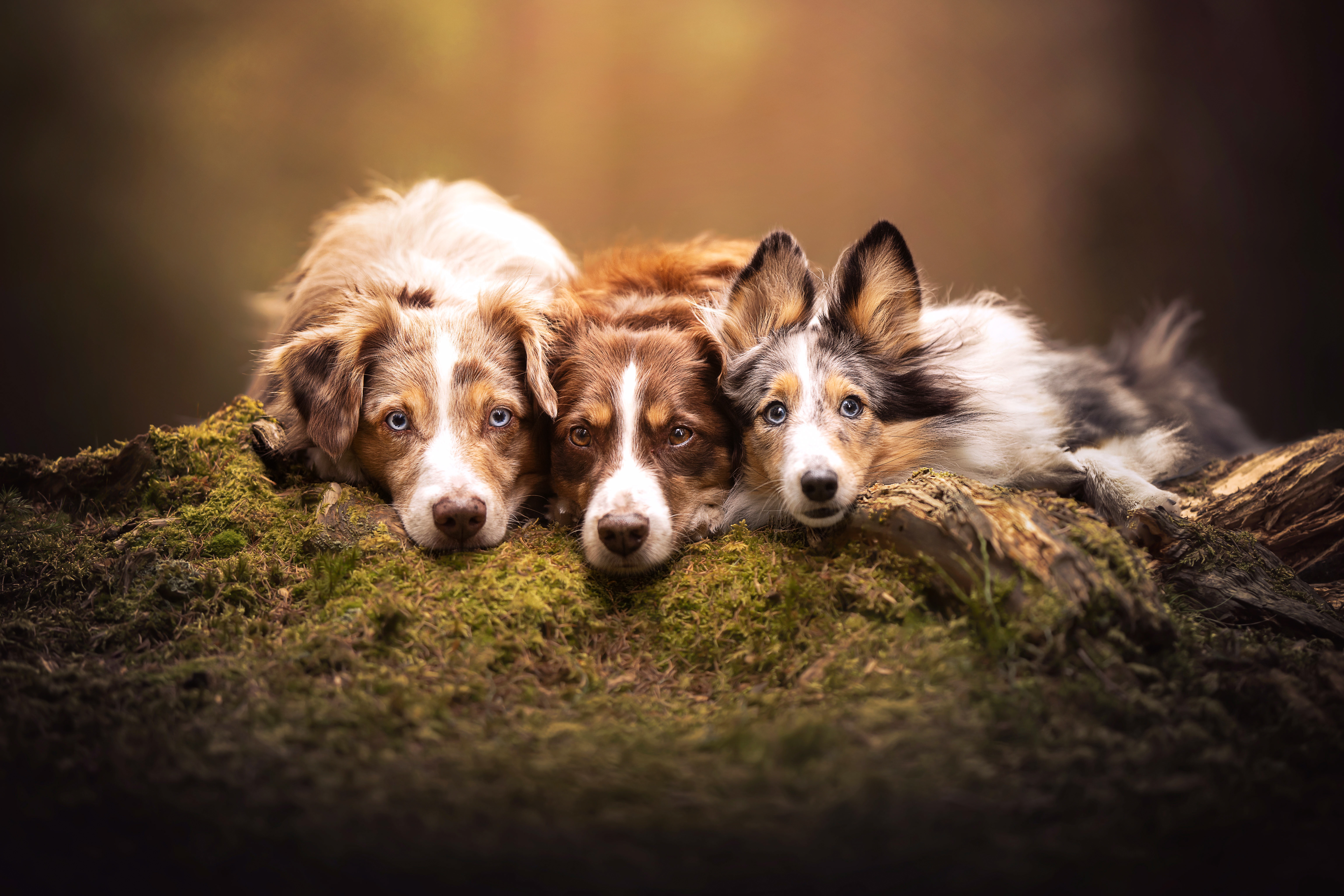 Dog HD Wallpaper and Background