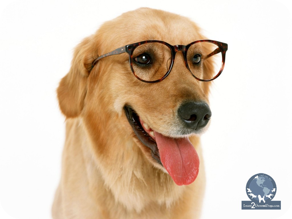 Dog Computer Wallpaper